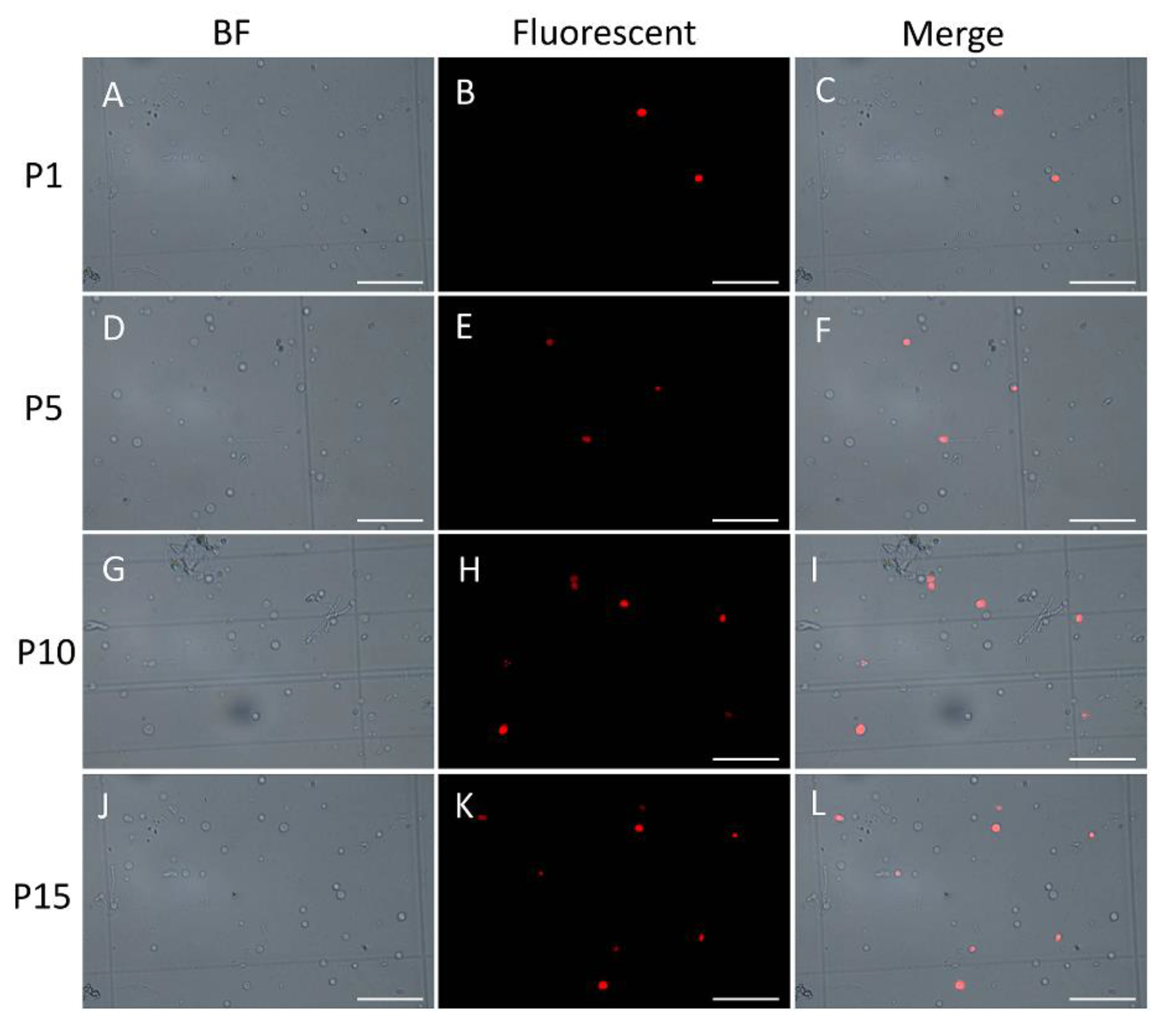 Molecules 25 04920 g006