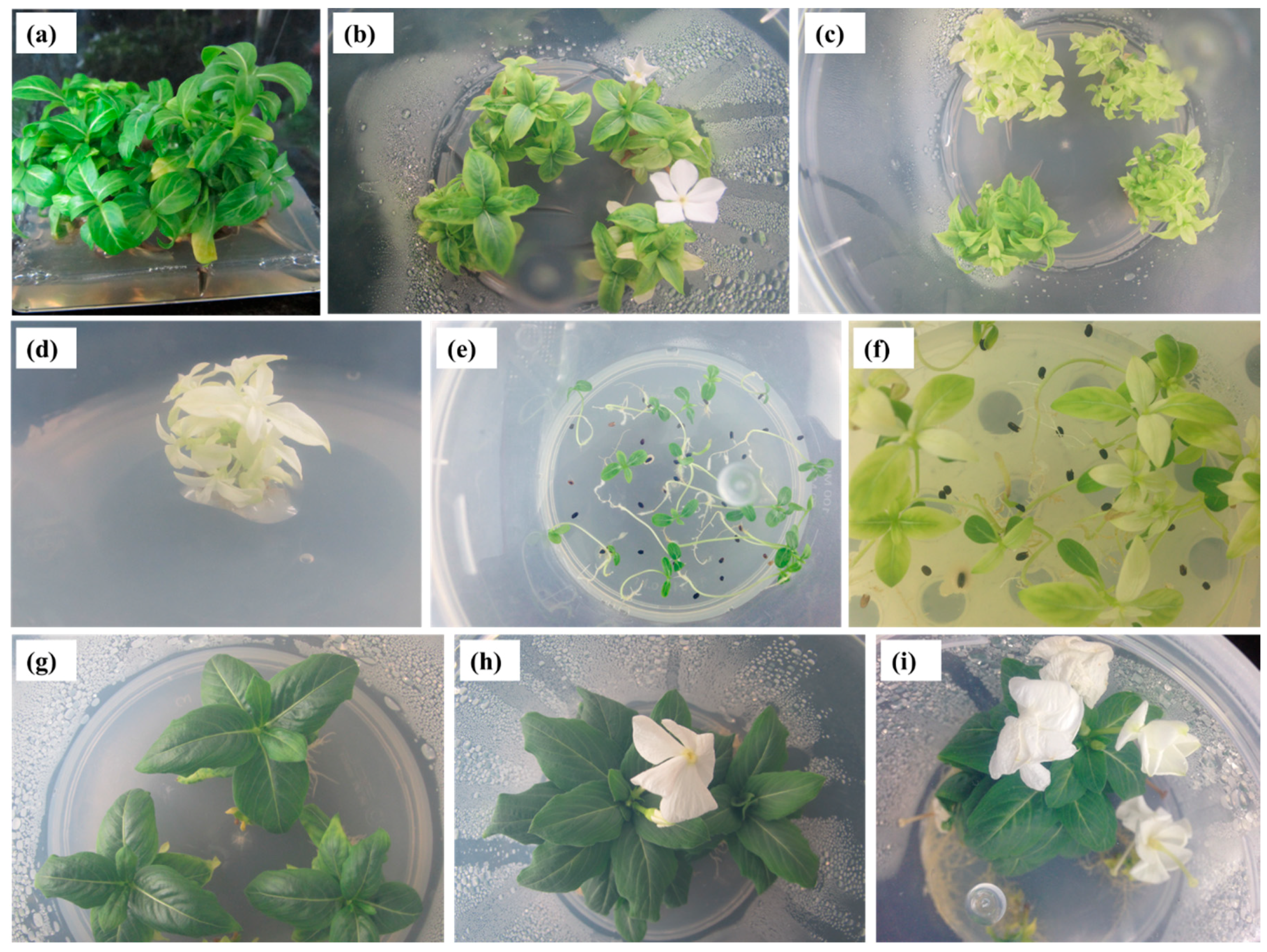 Molecules 25 04945 g001