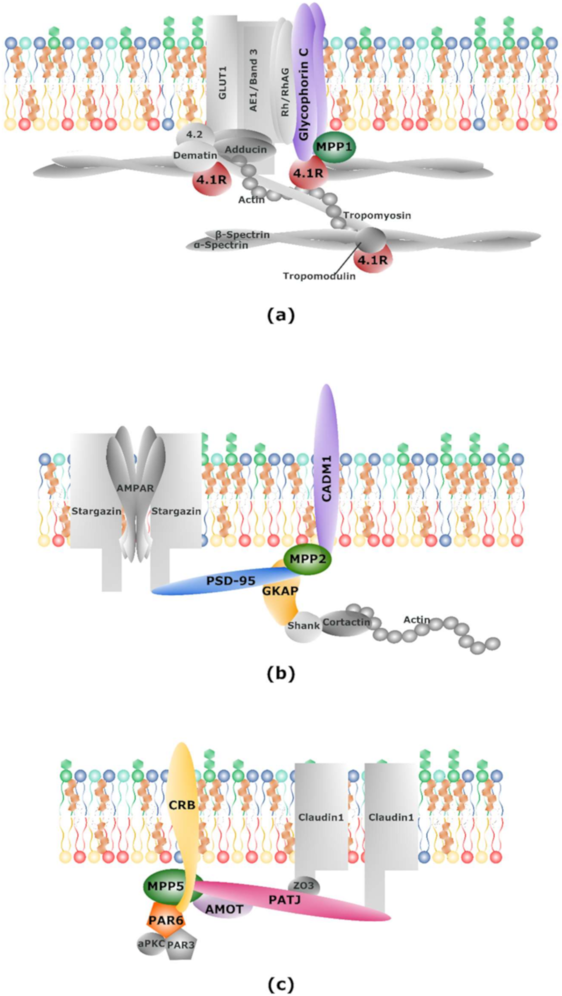 Molecules 25 04954 g002