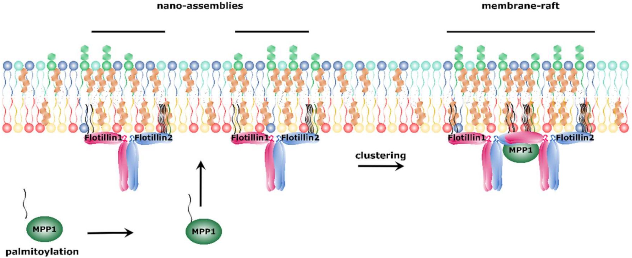 Molecules 25 04954 g003
