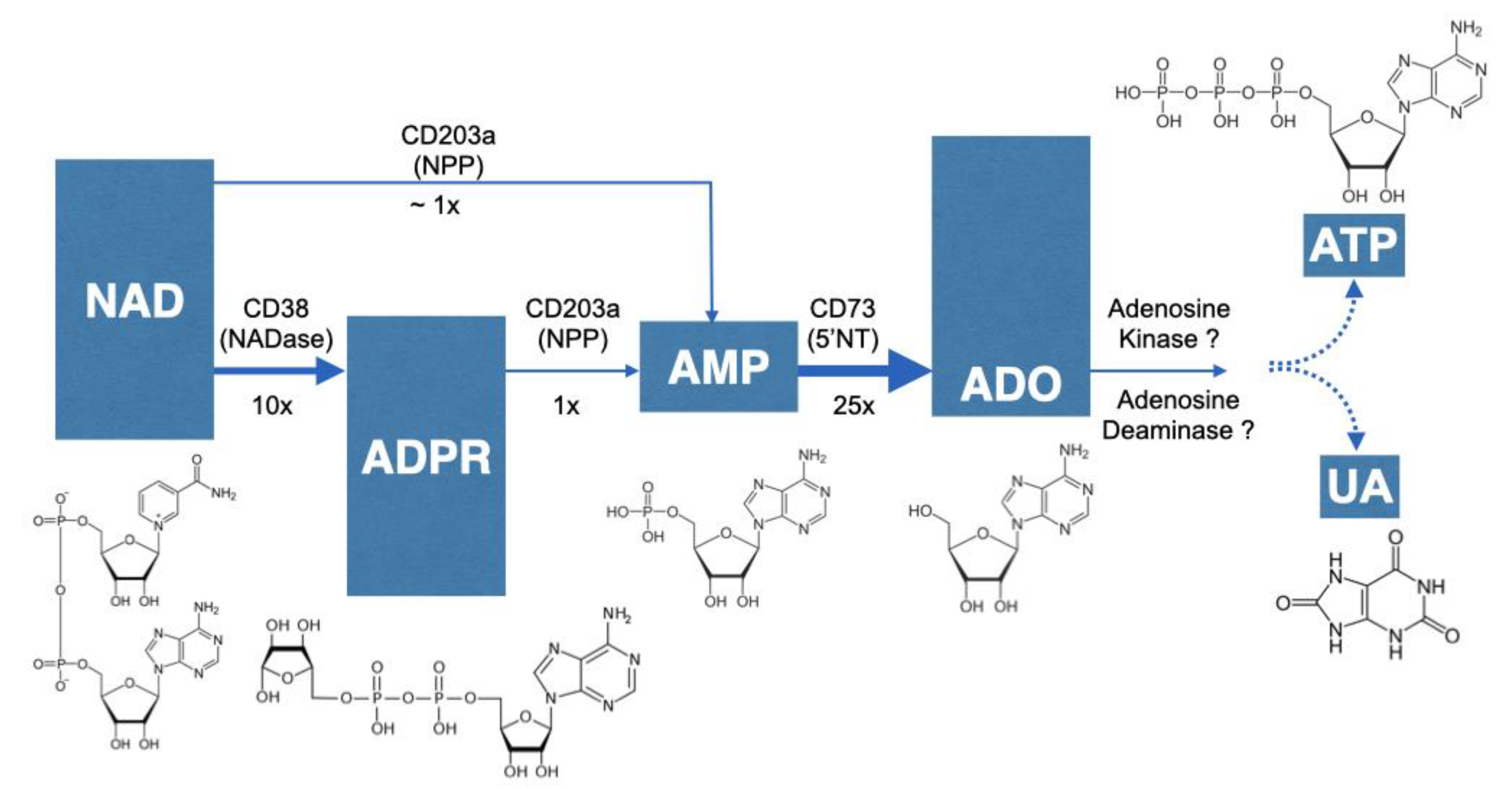 Molecules 25 04966 g012