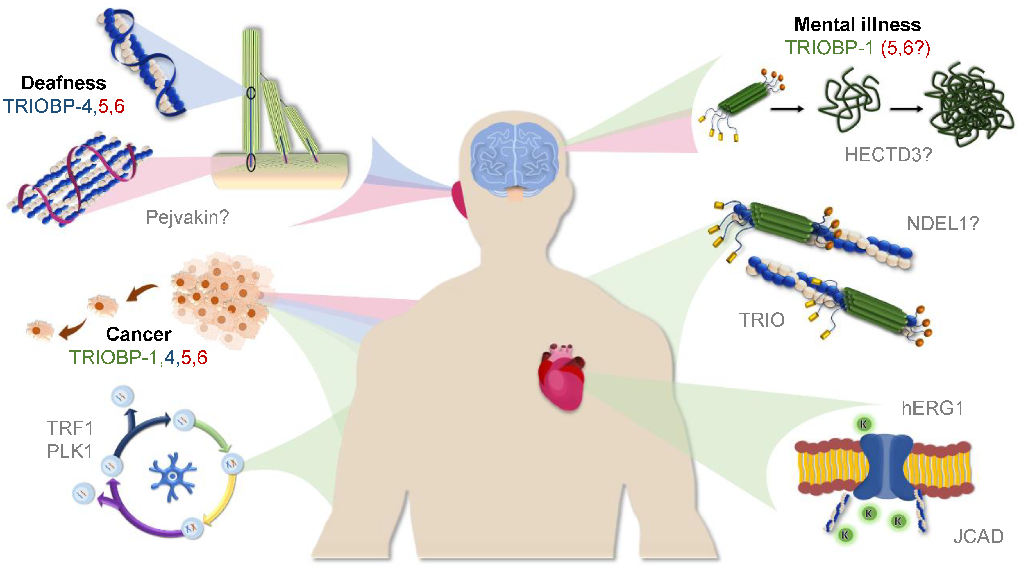 Molecules 25 04967 g005 Molecules 25 04967 g005