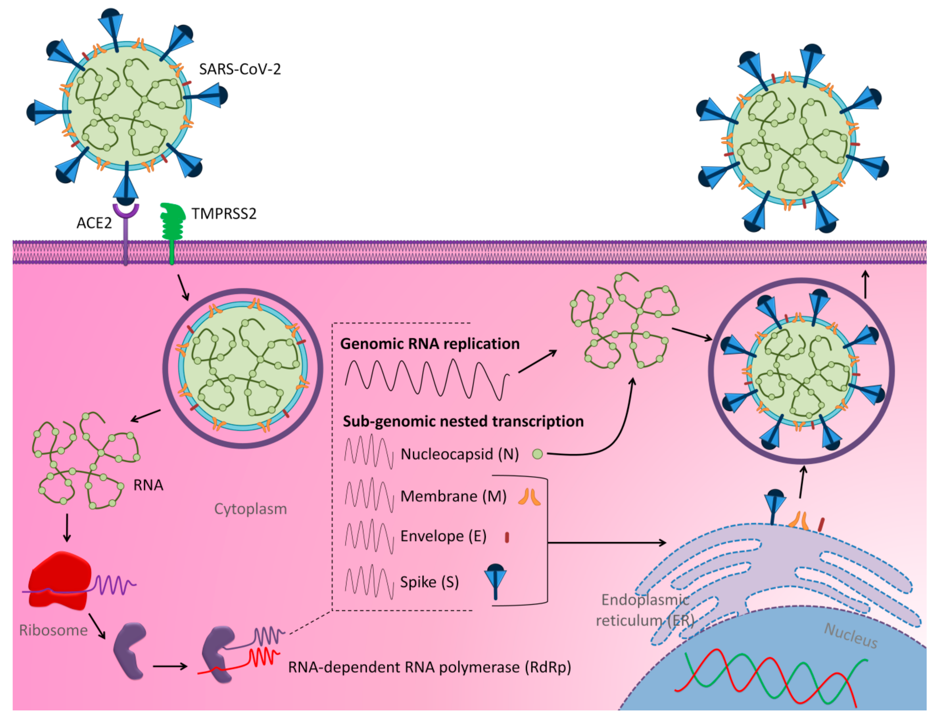 Molecules 25 05017 g001
