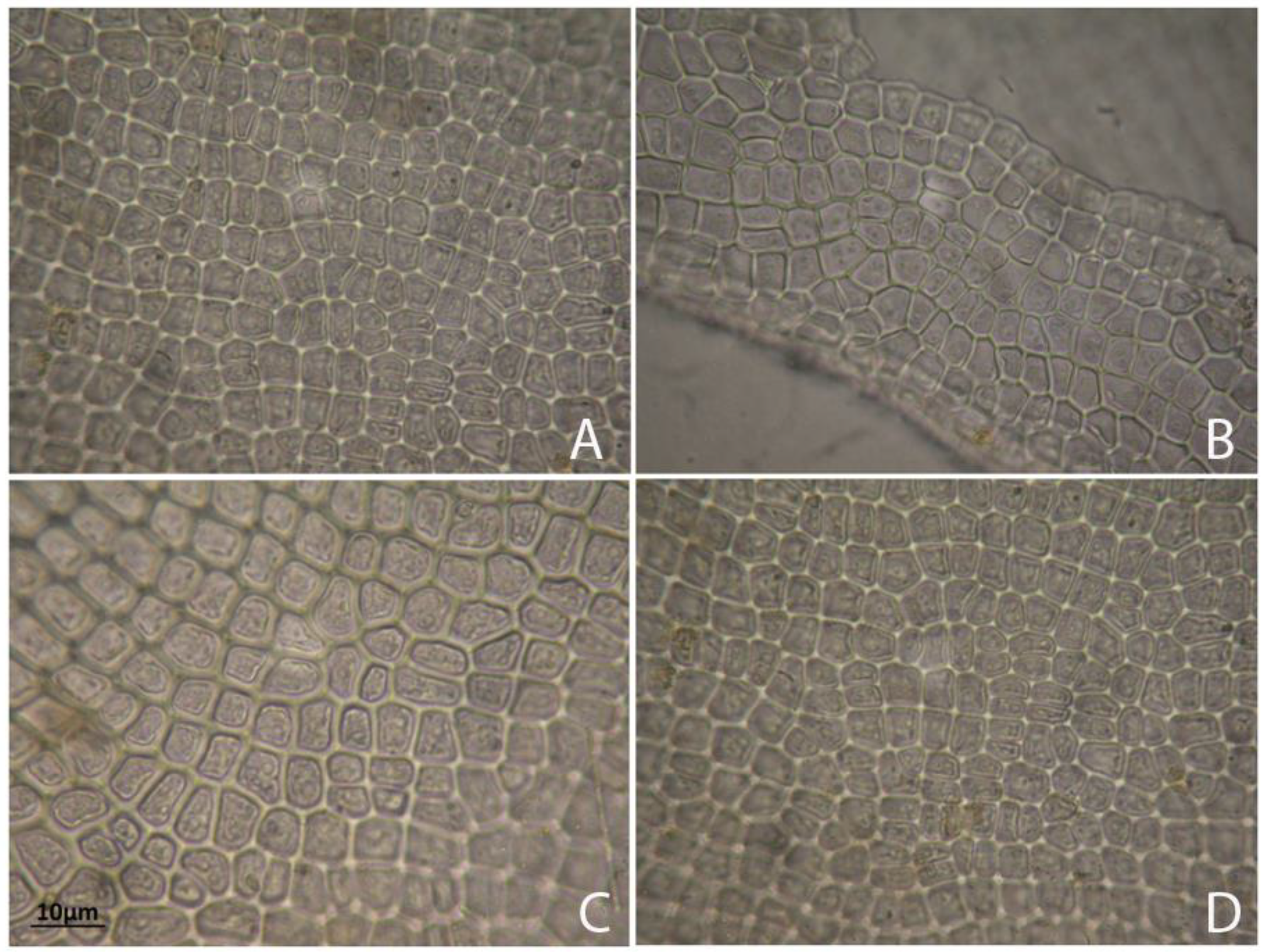 Molecules 25 05022 g004