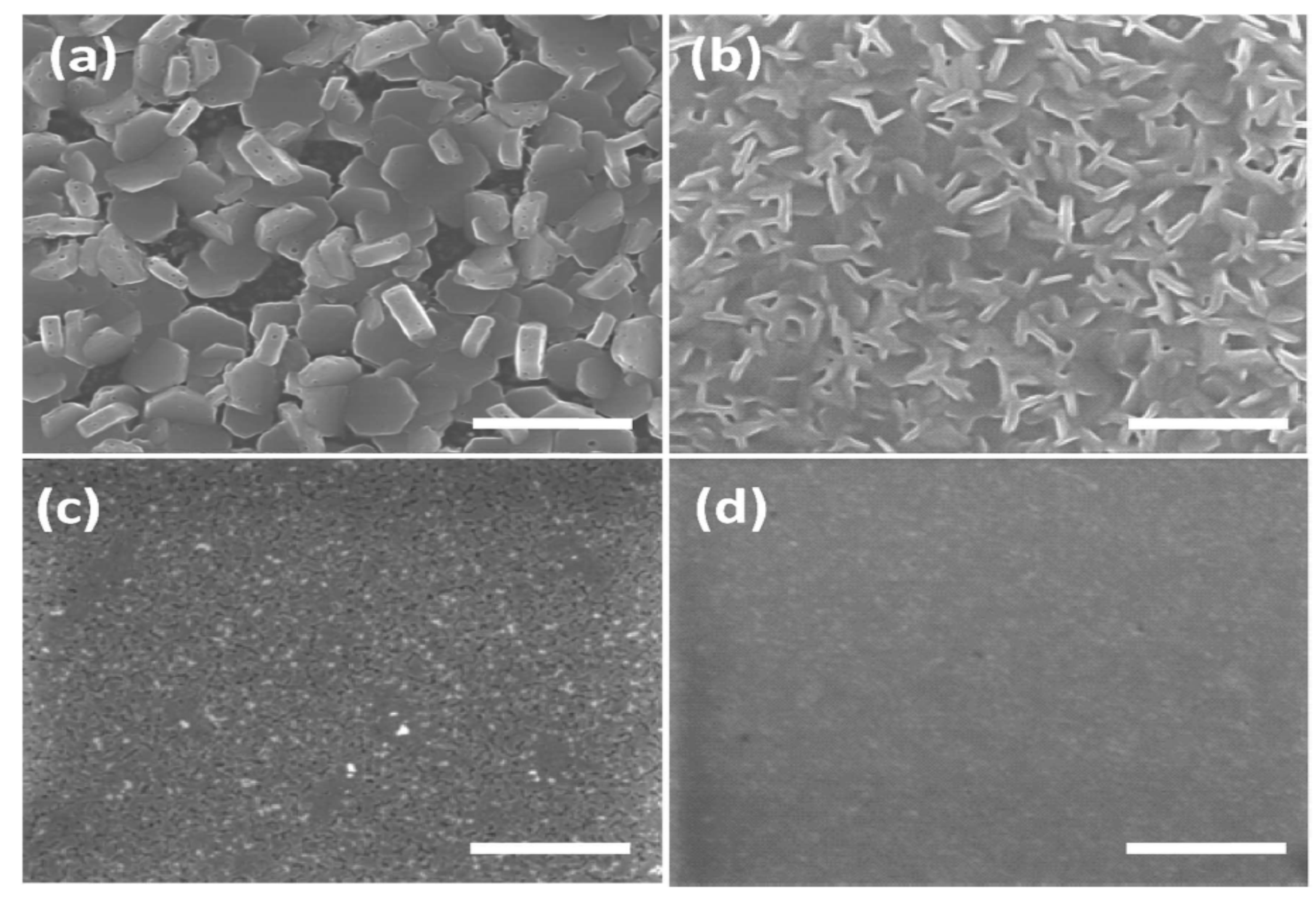 Molecules 25 05039 g012