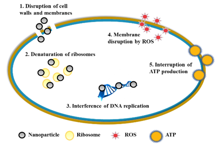 Molecules 25 05047 g001