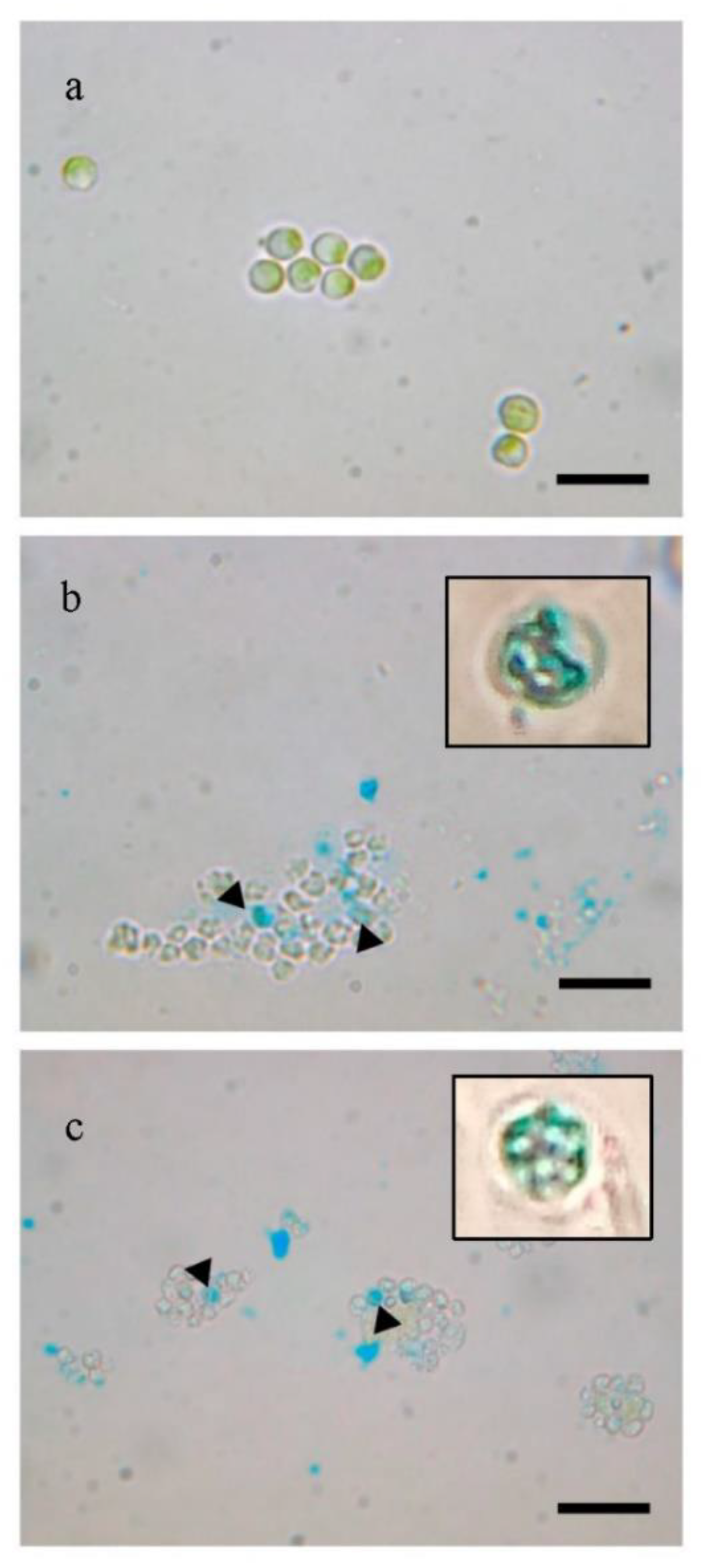Molecules 25 05068 g004