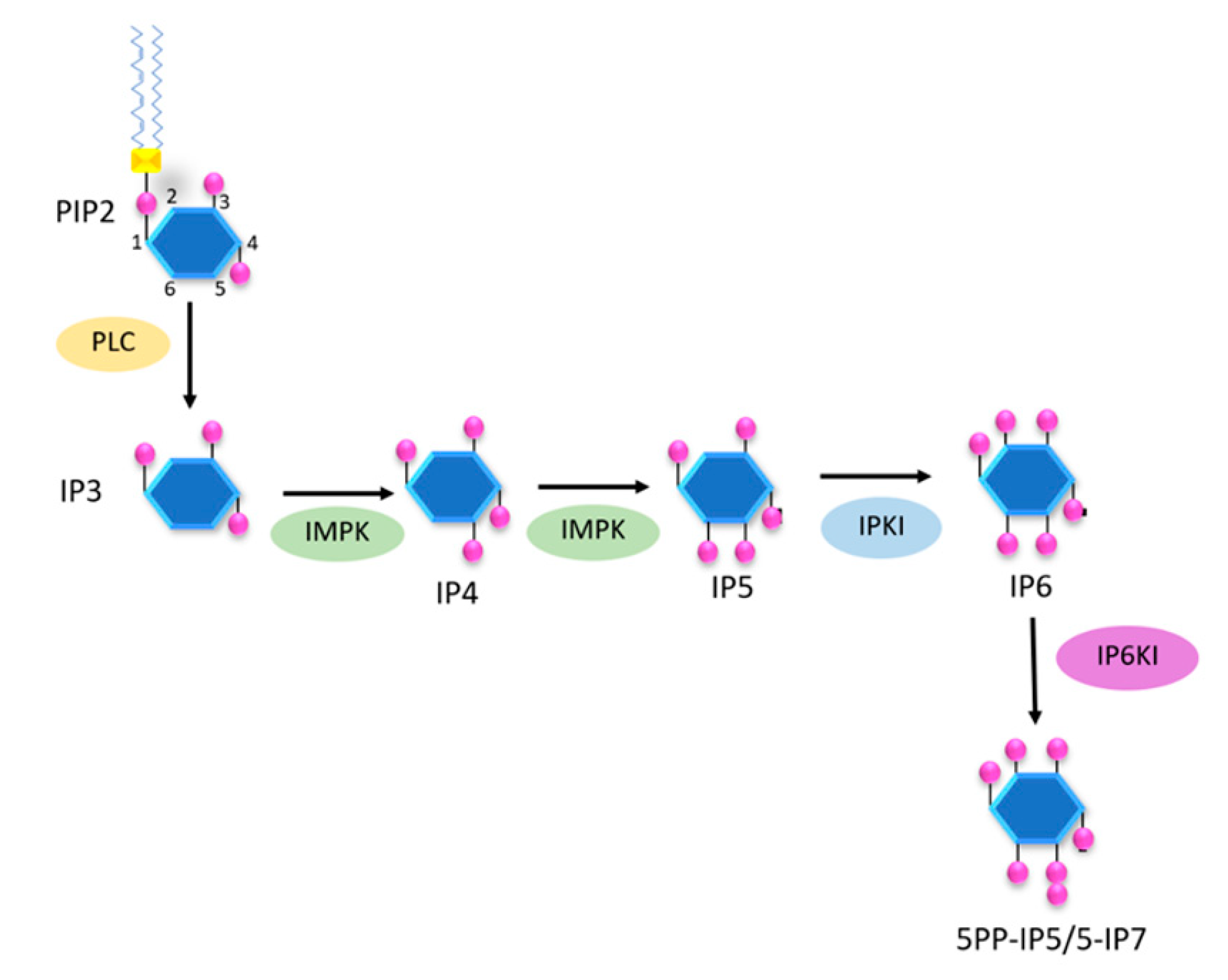 Molecules 25 05079 g004