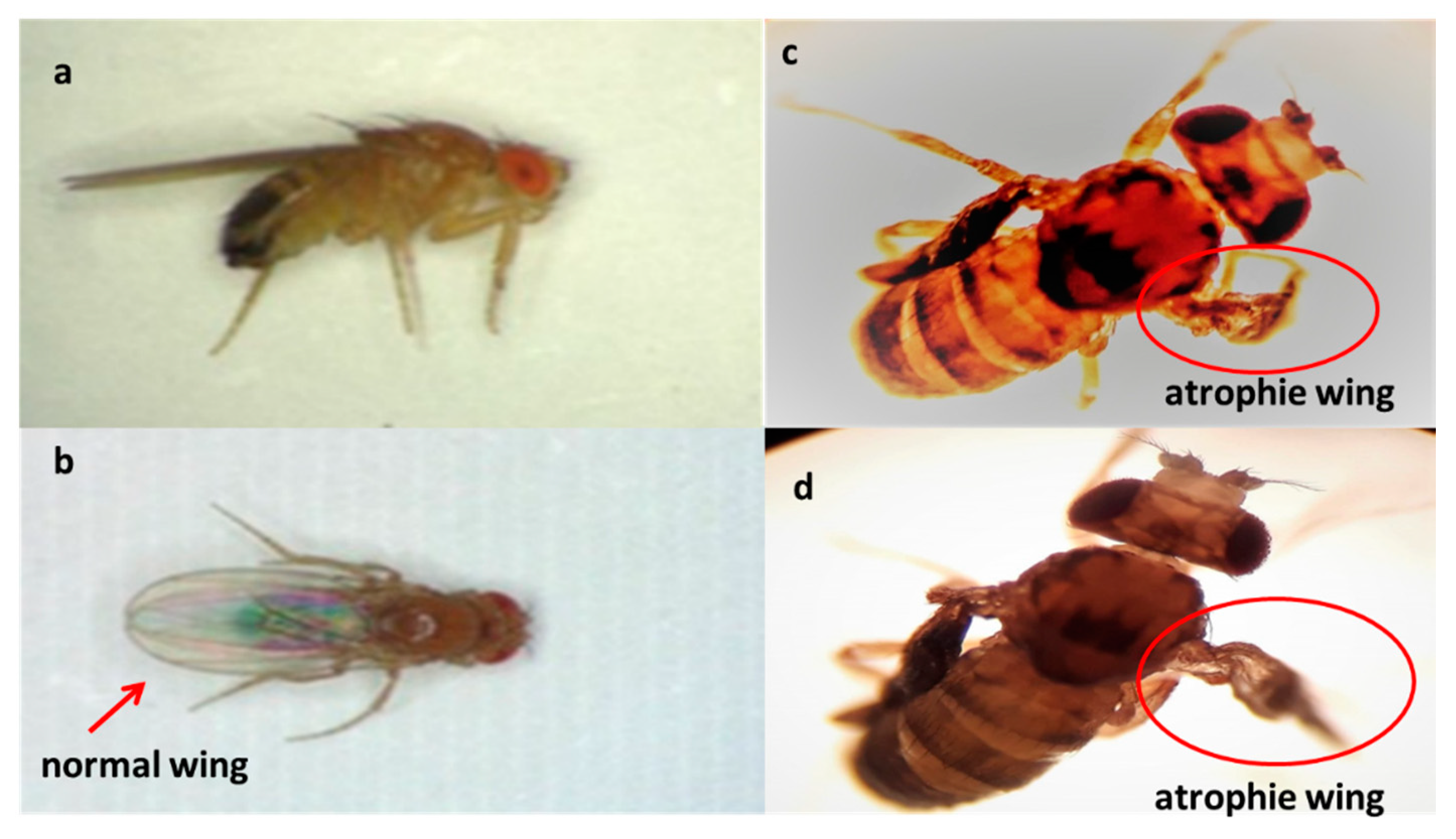 Molecules 25 05094 g005