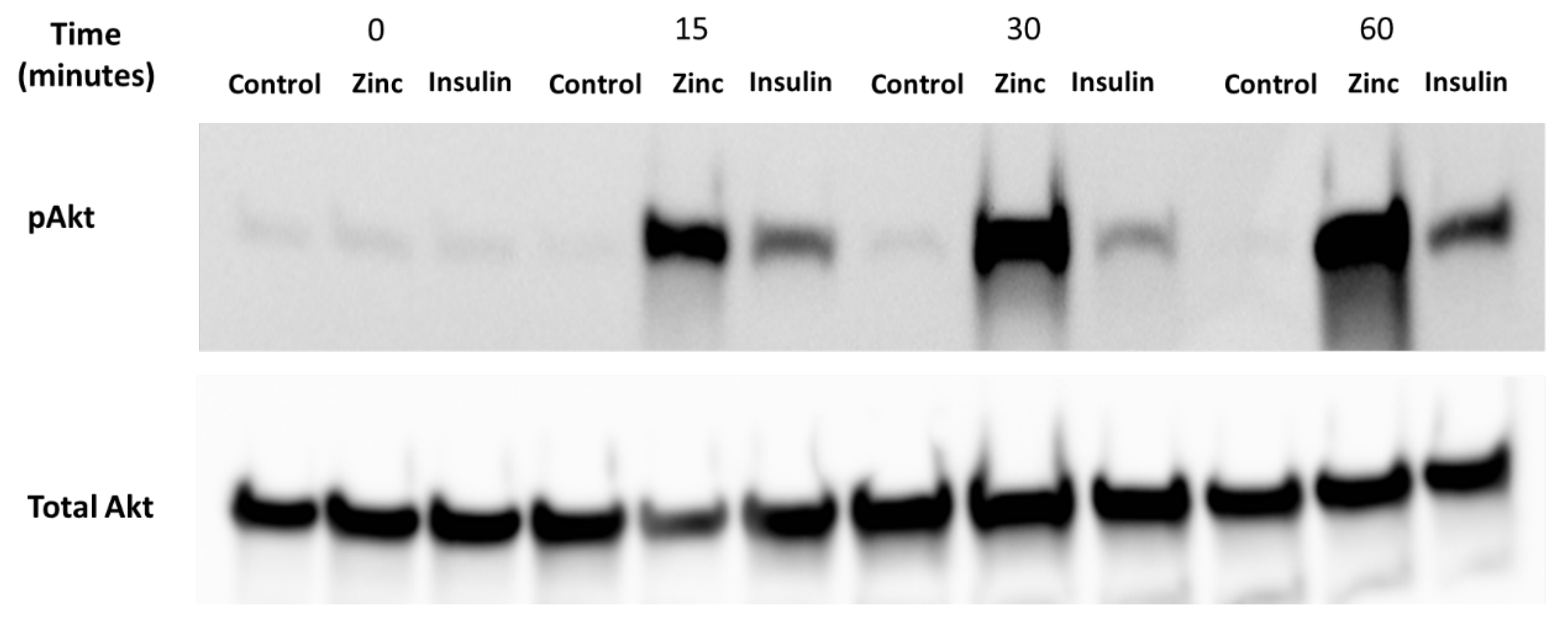 Molecules 25 05098 g002