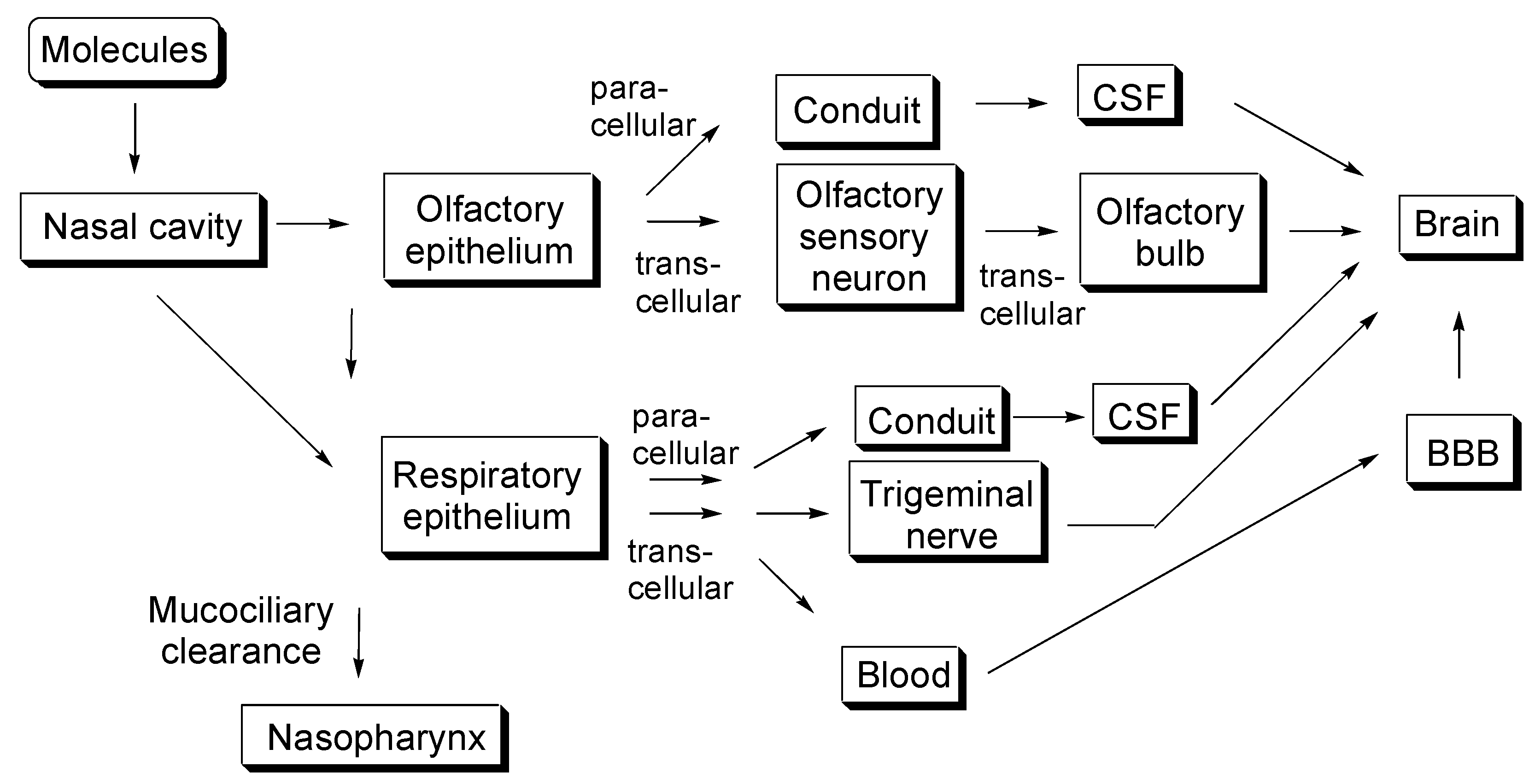 Molecules 25 05188 g001