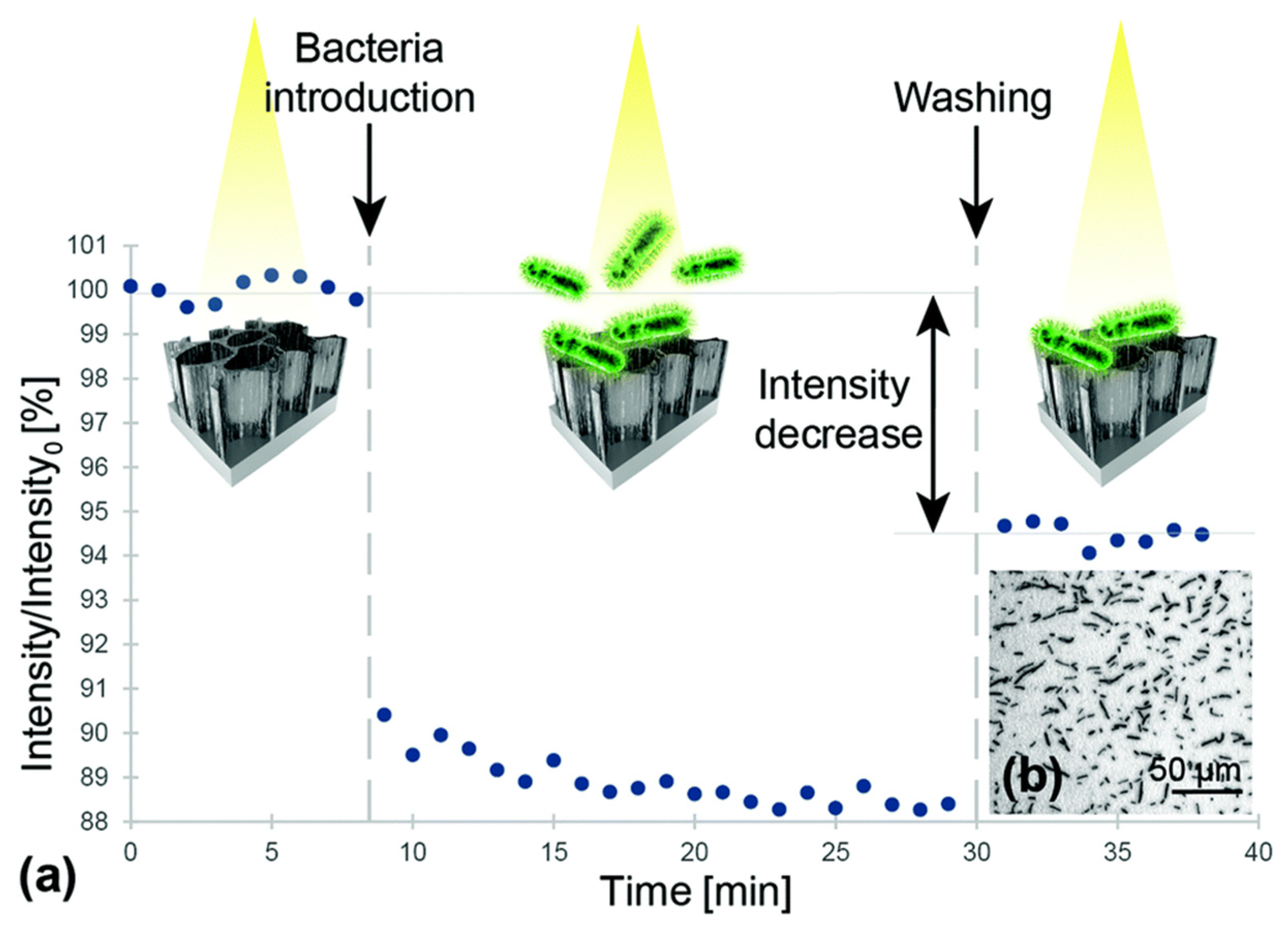 Molecules 25 05256 g006 Molecules 25 05256 g006