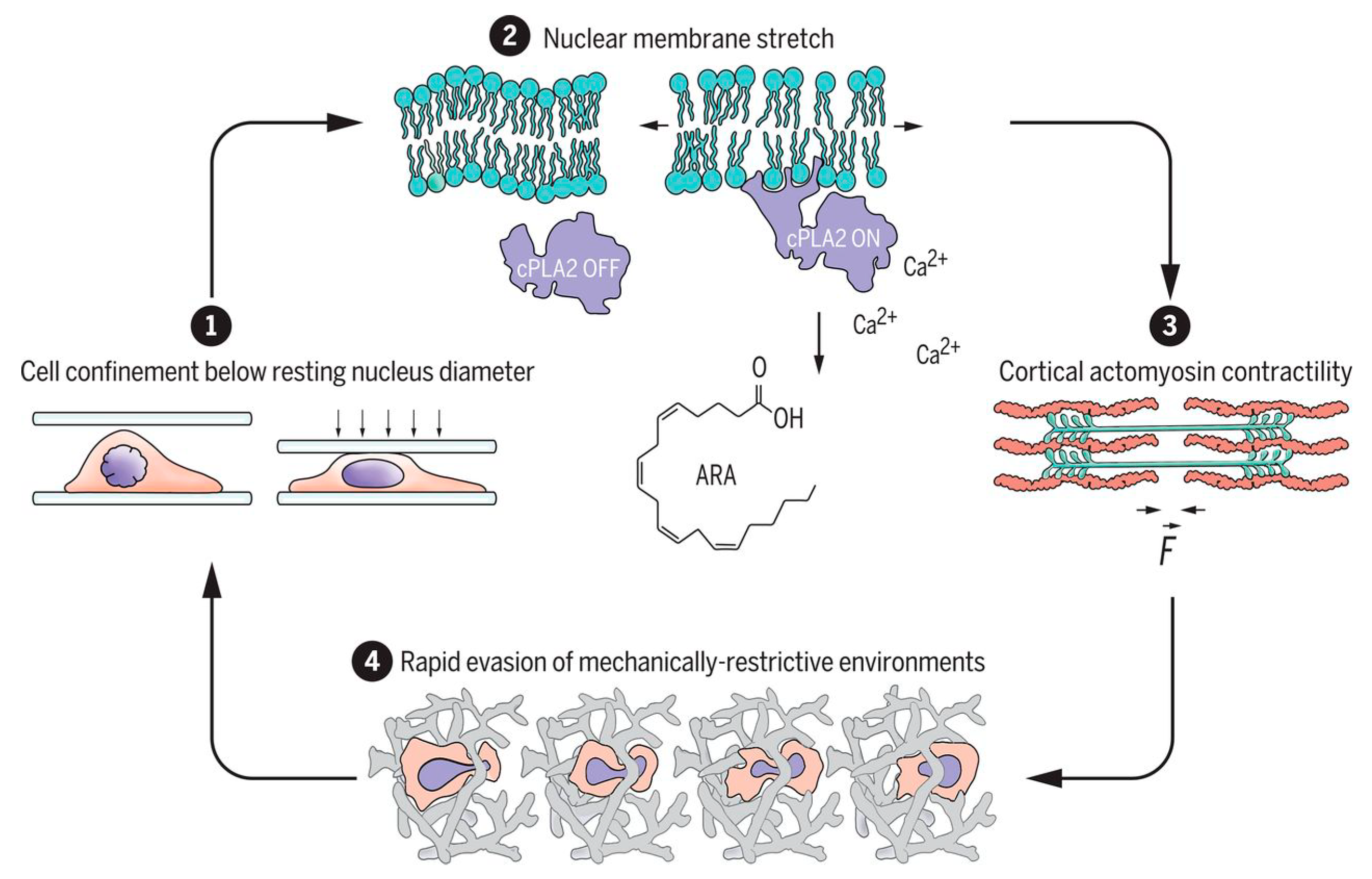 Molecules 25 05286 g002