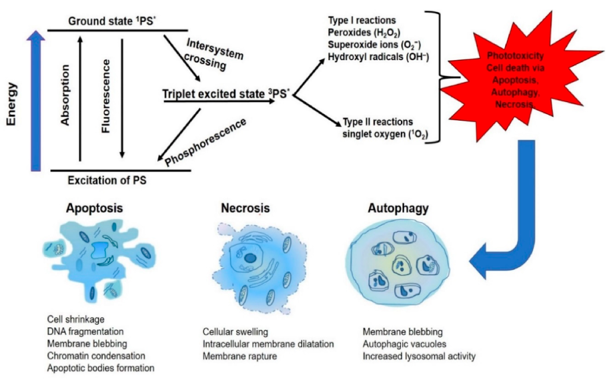 Molecules 25 05308 g002 Molecules 25 05308 g002