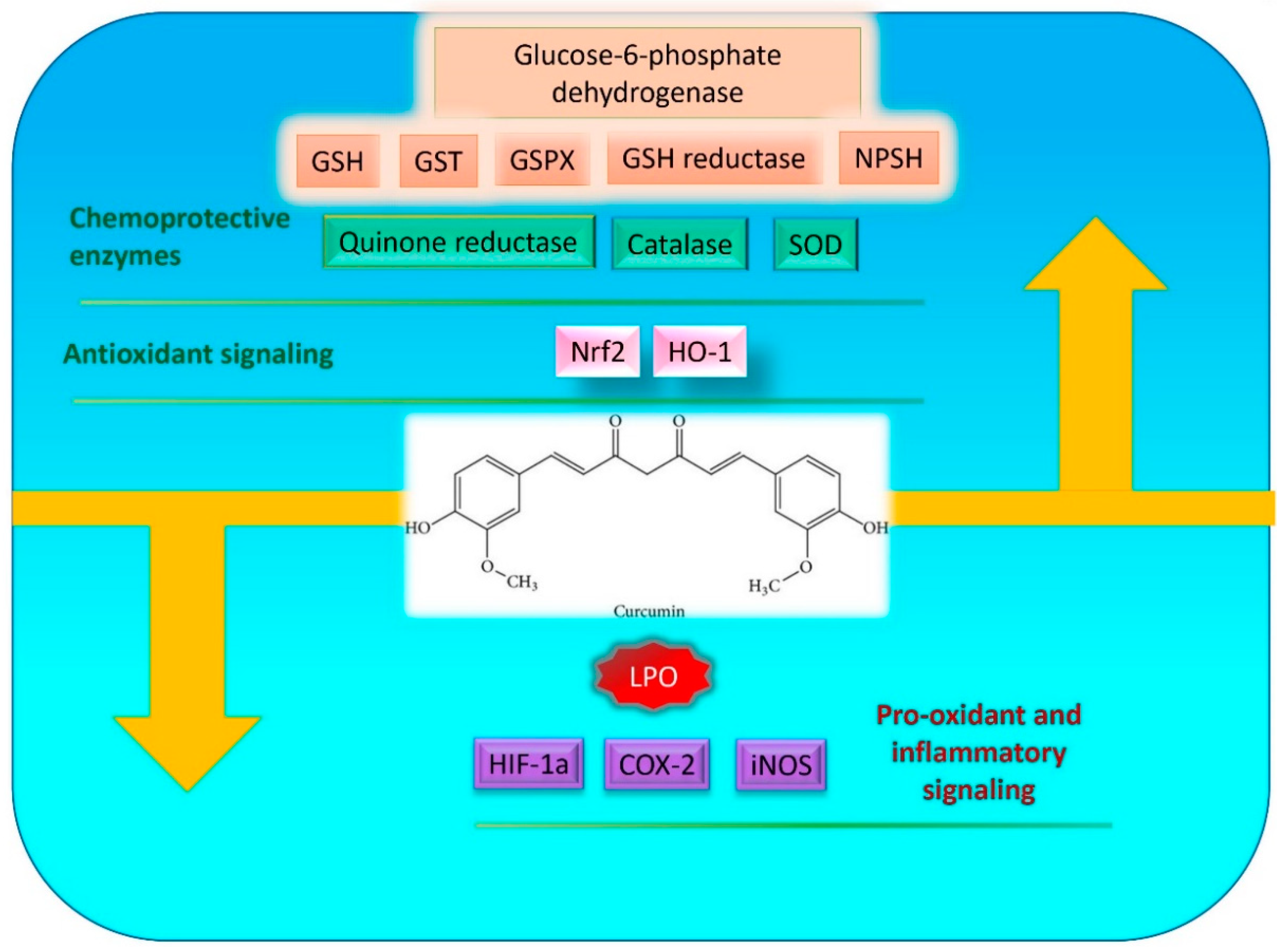 Molecules 25 05390 g001