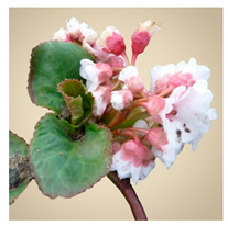 Molecules 25 05555 i001