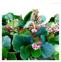 Molecules 25 05555 i002