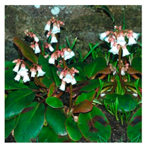 Molecules 25 05555 i003