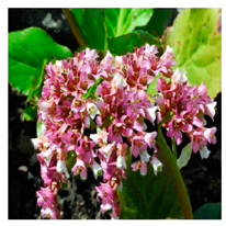 Molecules 25 05555 i004