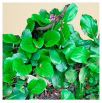 Molecules 25 05555 i006