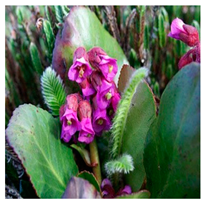 Molecules 25 05555 i008