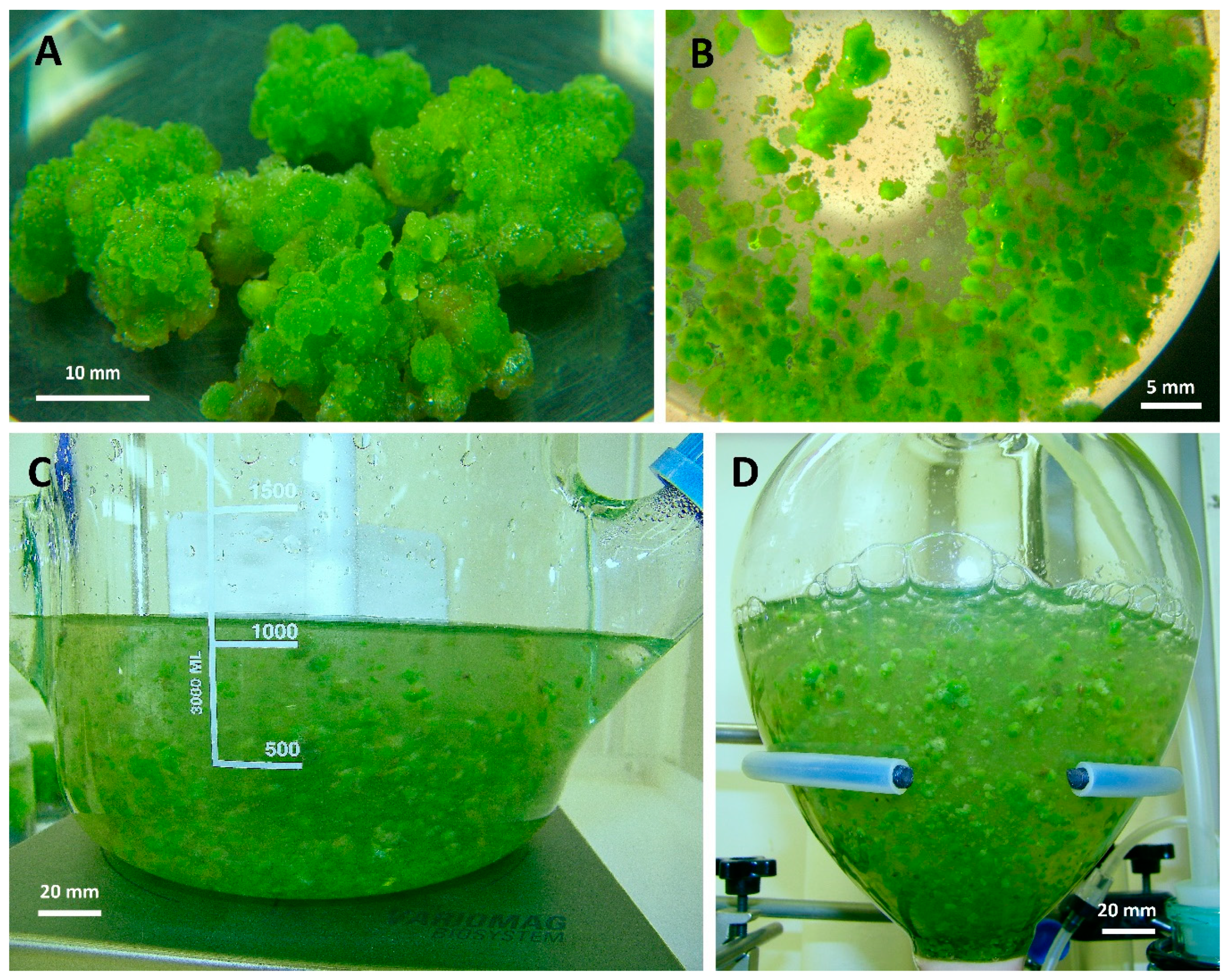 Molecules 25 05609 g001