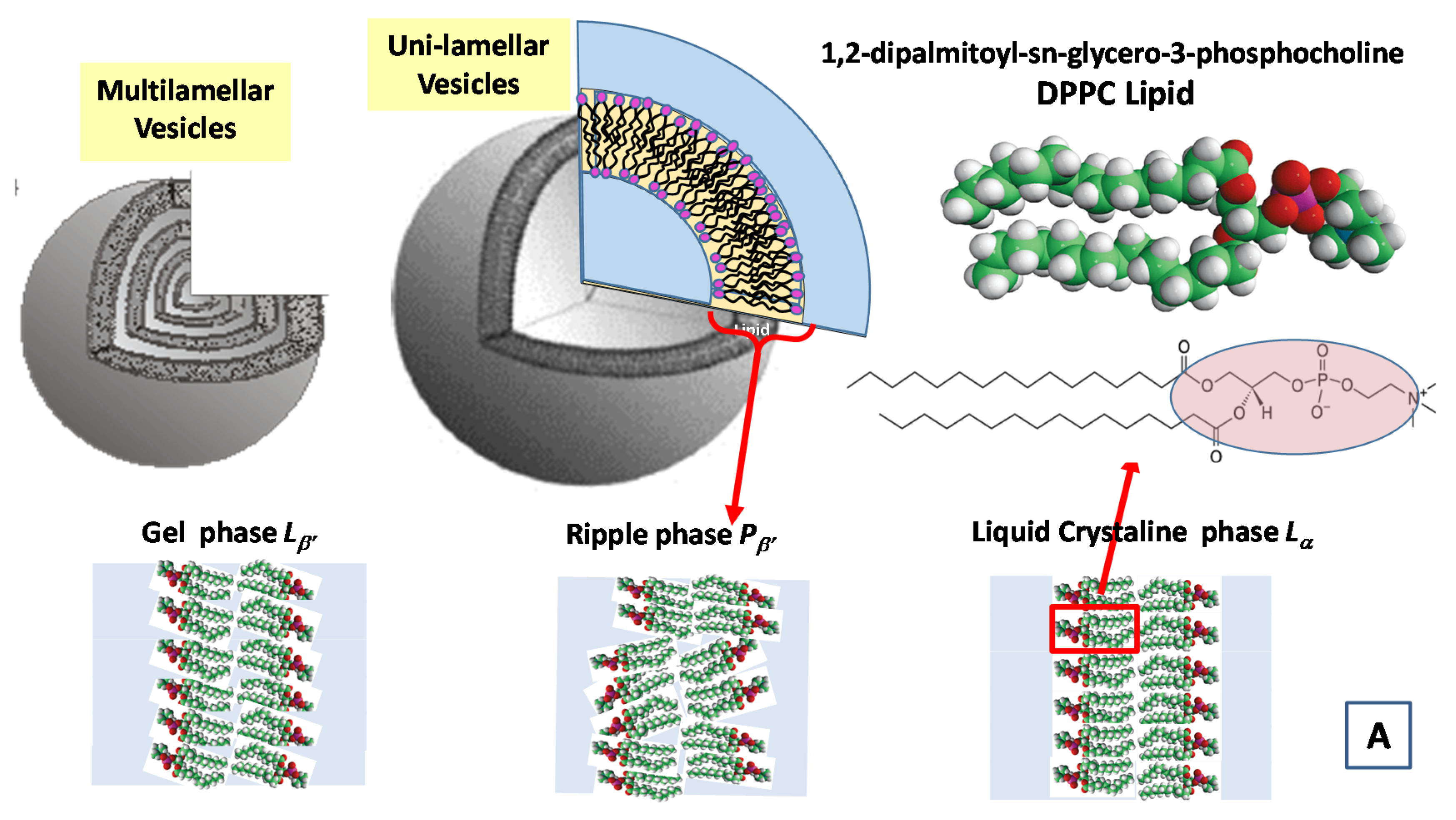 Molecules 25 05624 g007a