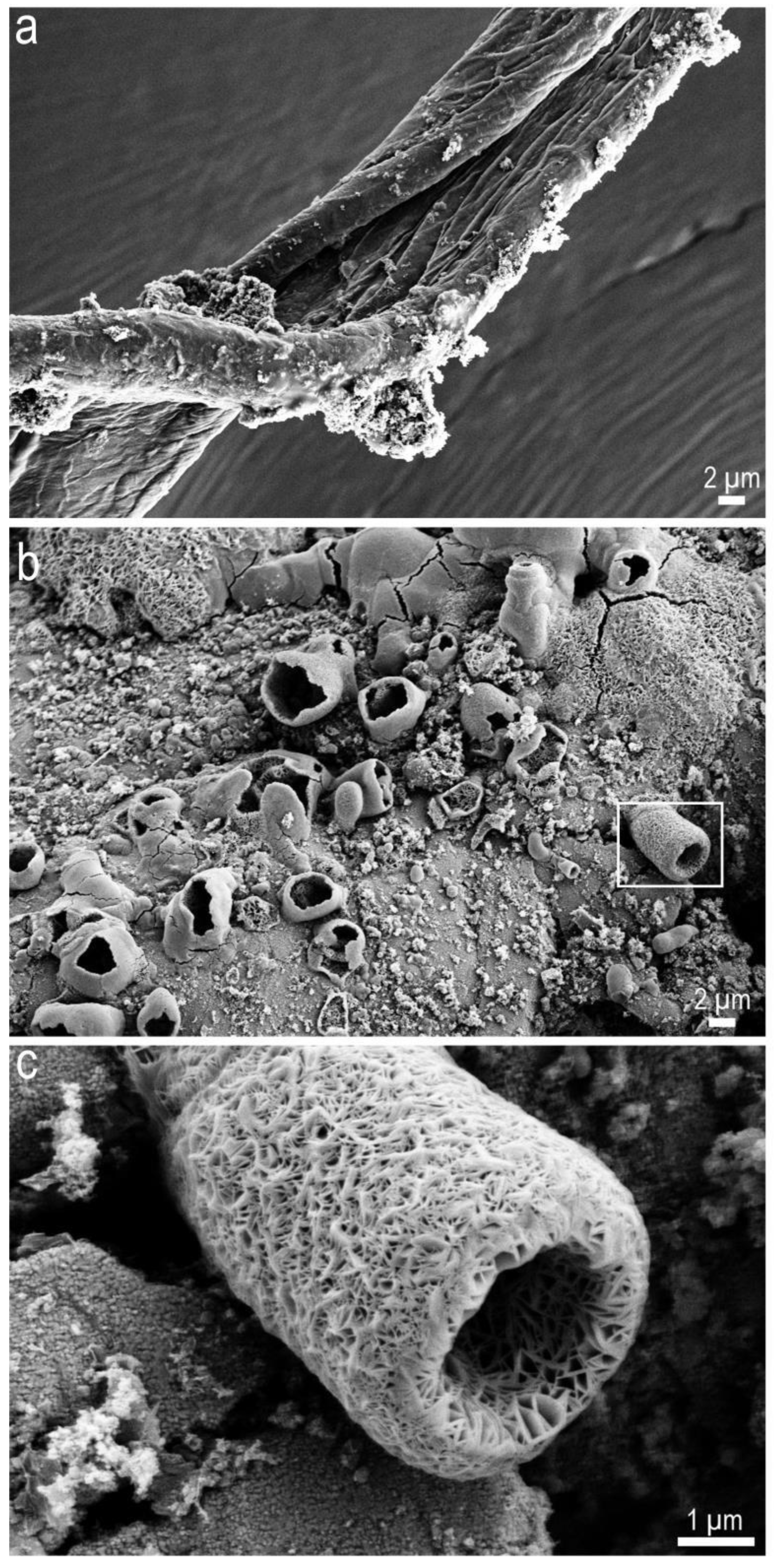 Molecules 25 05634 g003