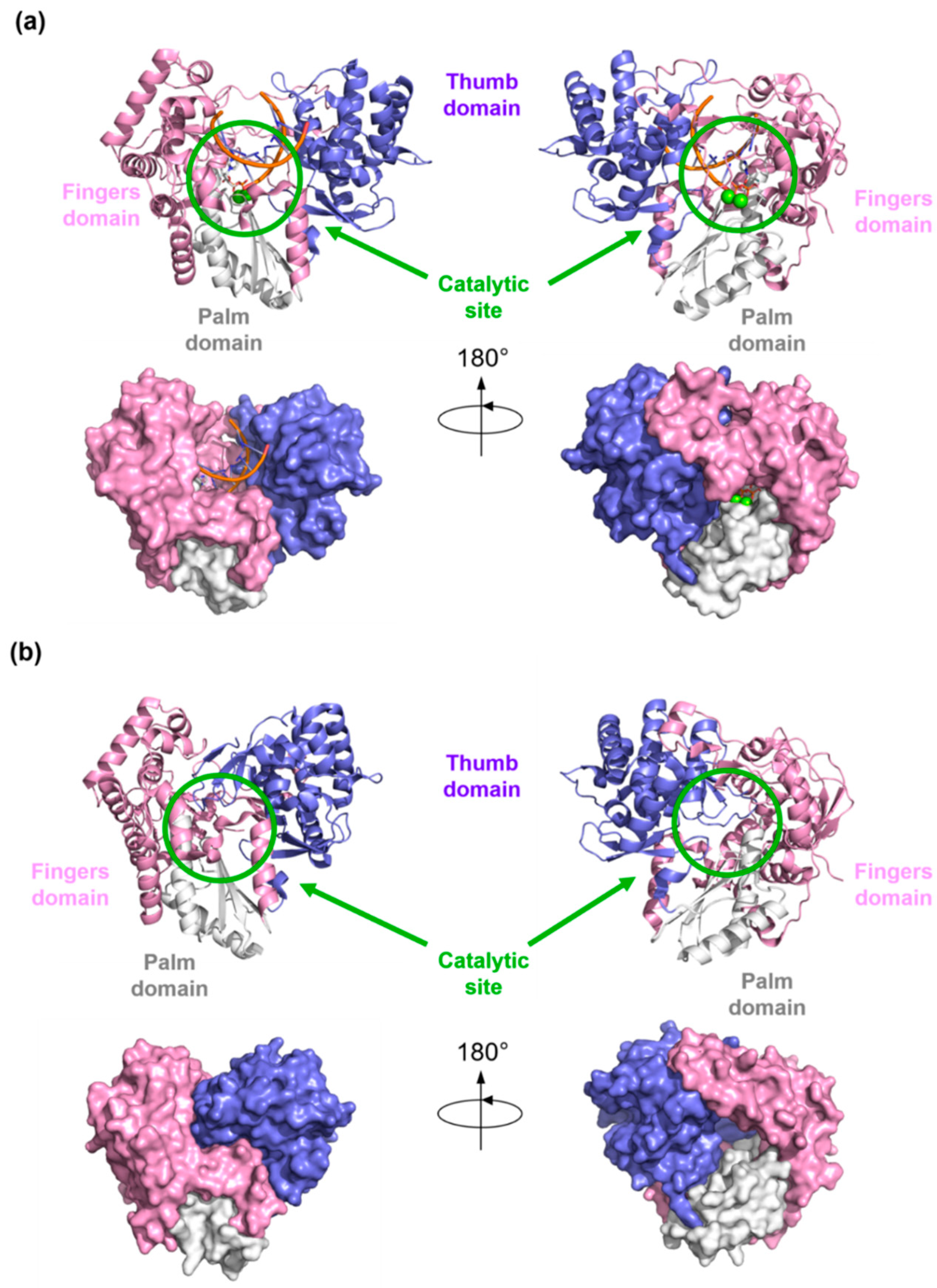 Molecules 25 05695 g005