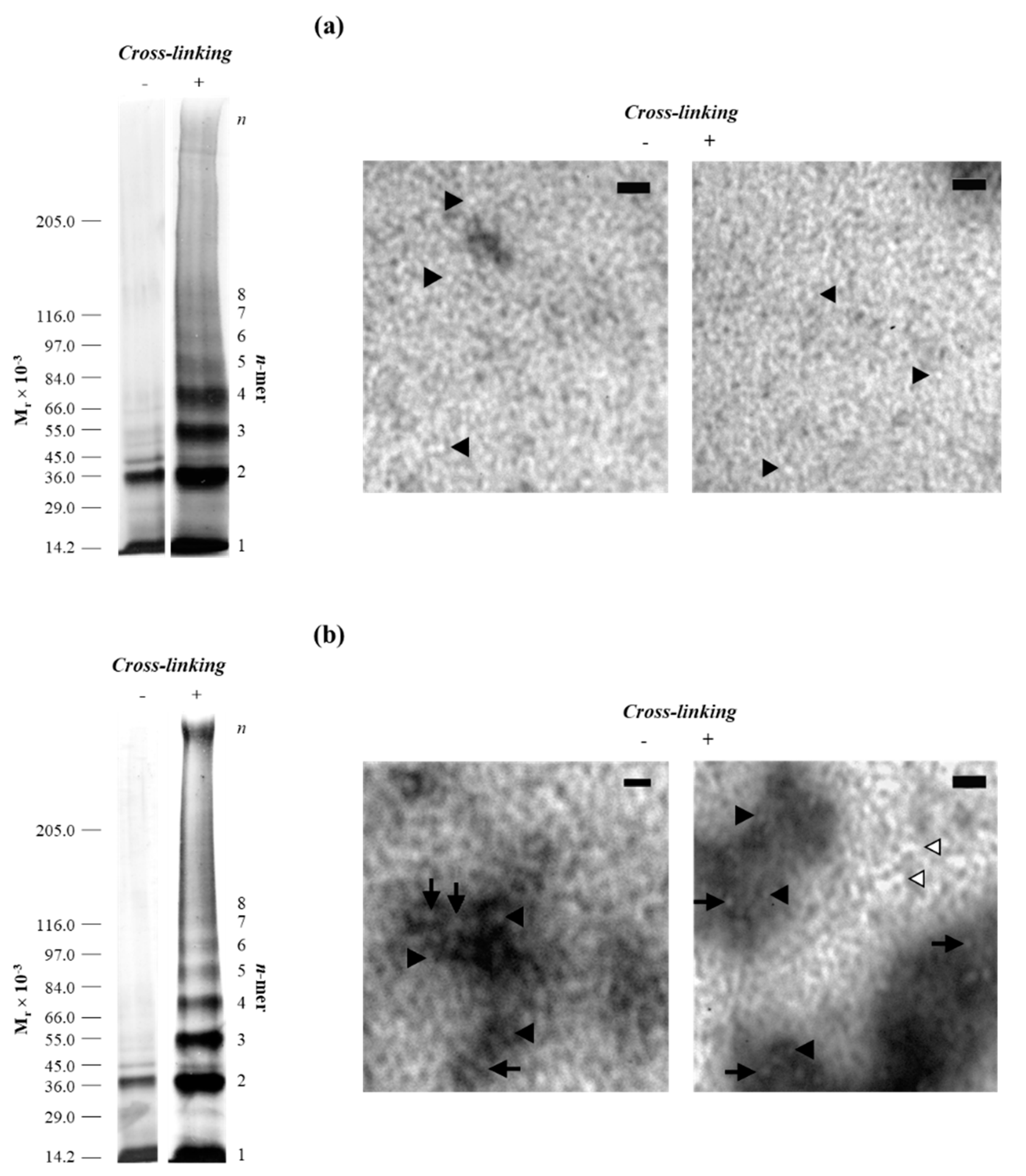 Molecules 25 05698 g004 Molecules 25 05698 g004