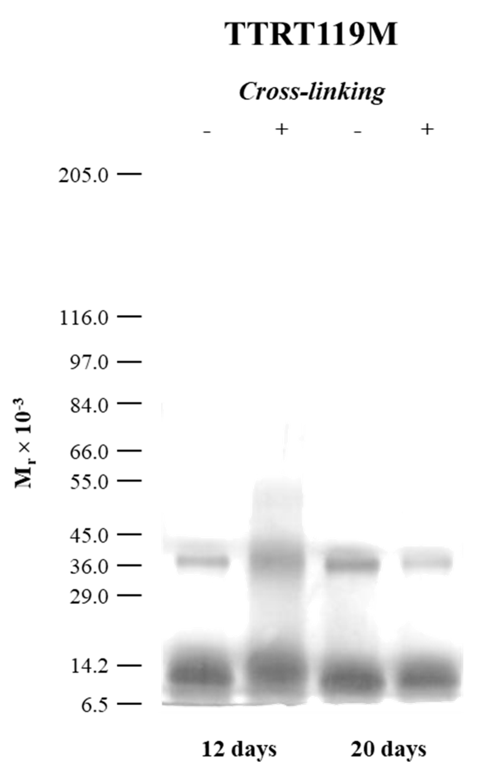 Molecules 25 05698 g005 Molecules 25 05698 g005