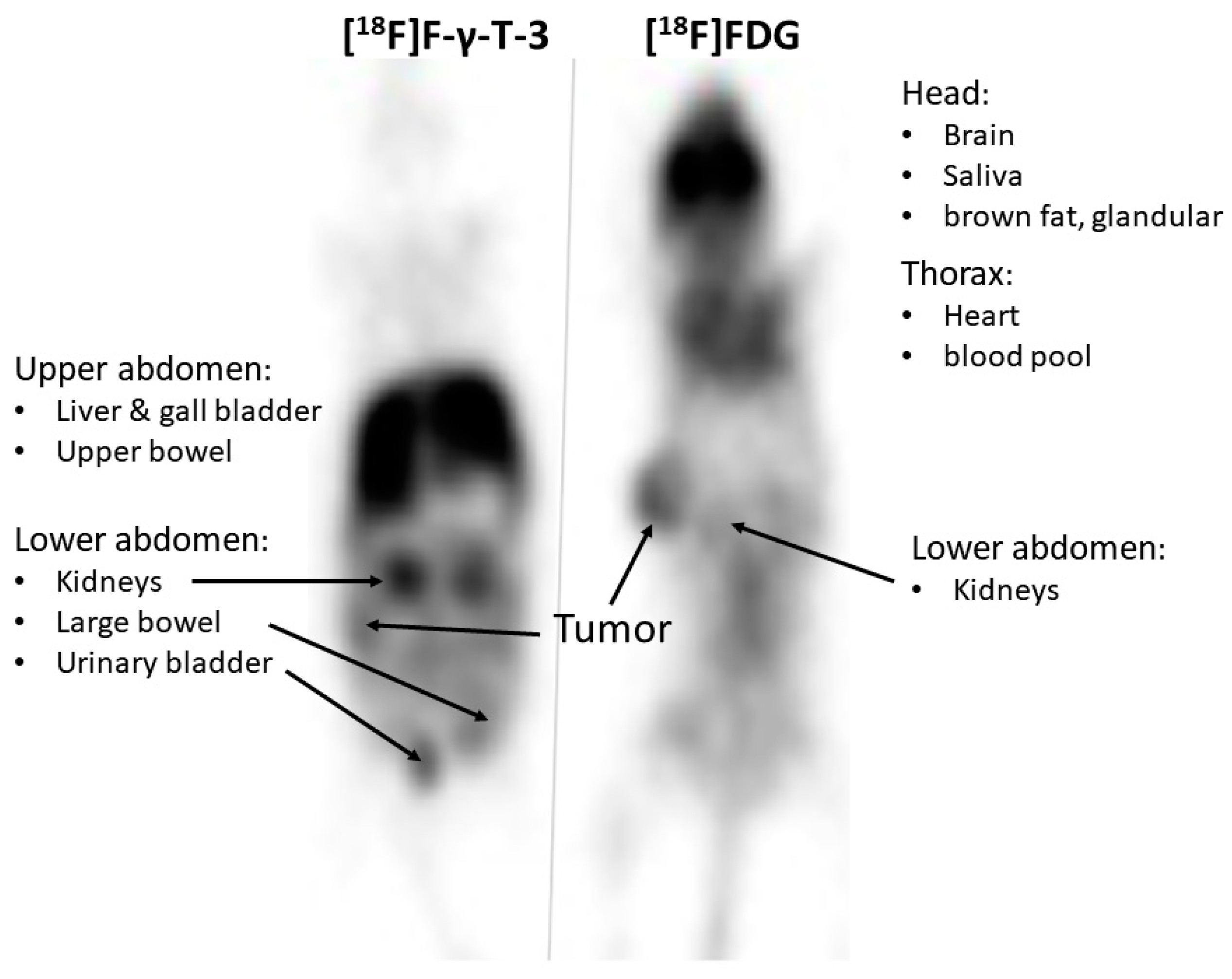 Molecules 25 05700 g004 Molecules 25 05700 g004