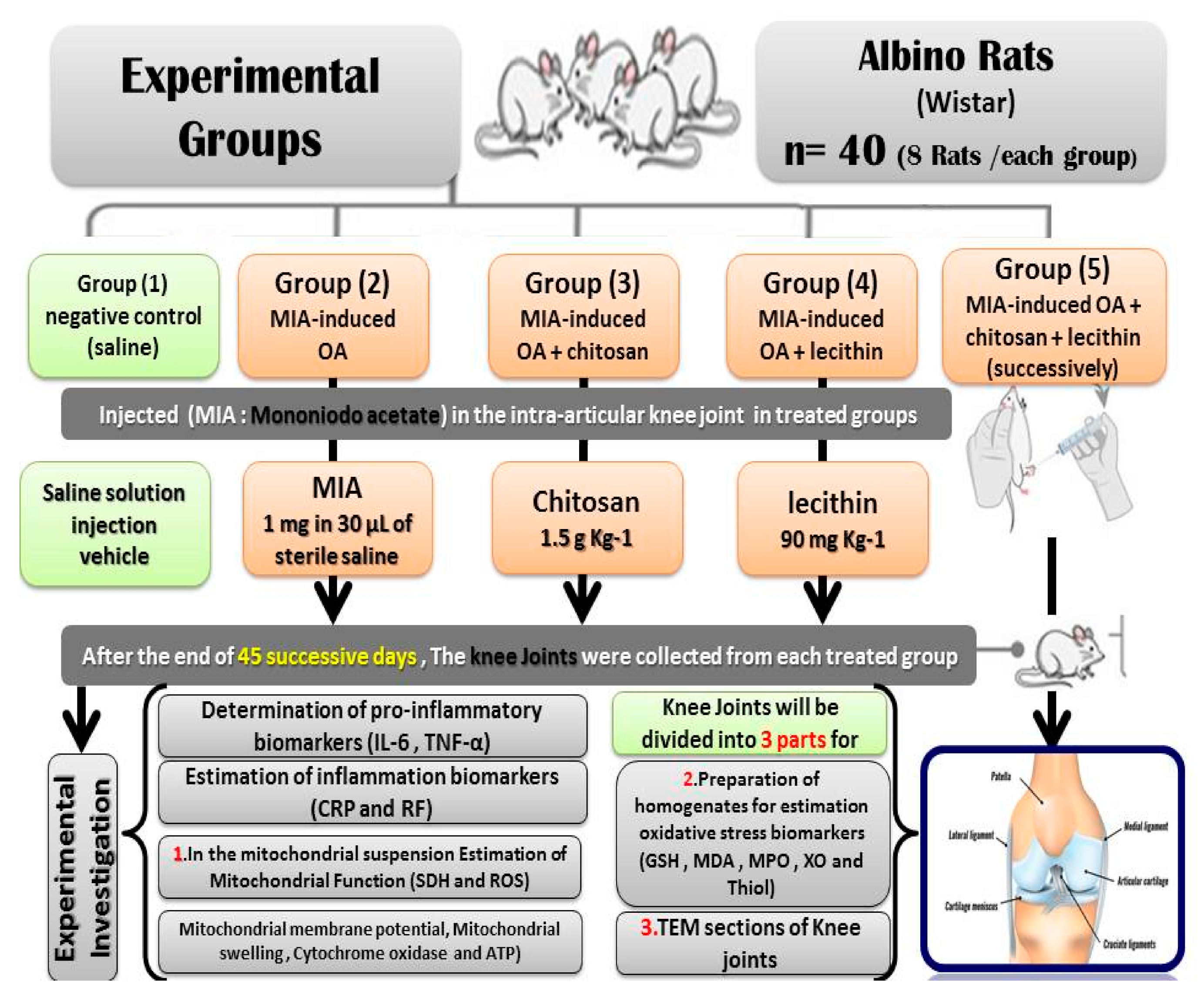 Molecules 25 05738 g001