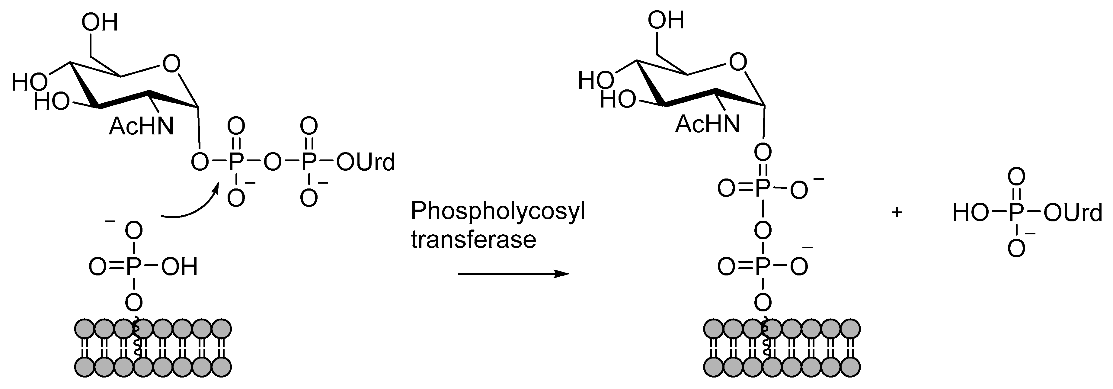 Molecules 25 05755 sch003 Molecules 25 05755 sch003