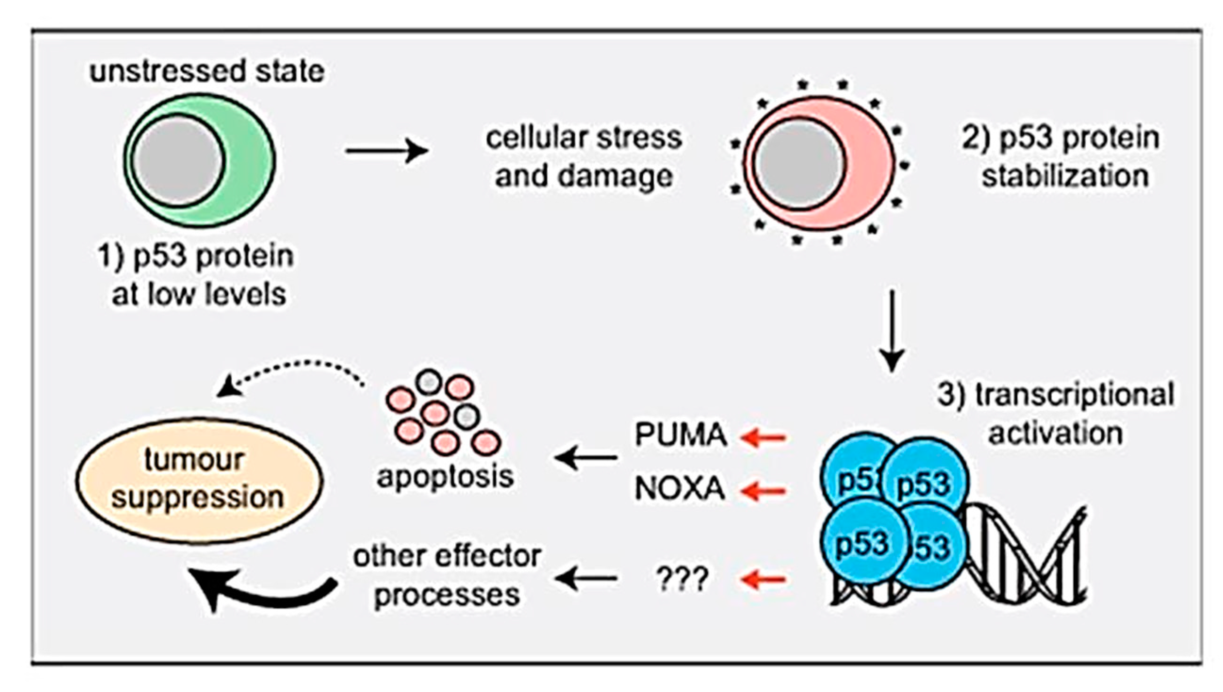 Molecules 25 05801 g004 Molecules 25 05801 g004