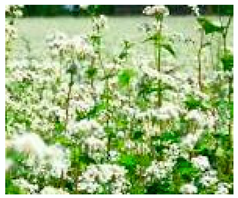 Molecules 25 05817 i001