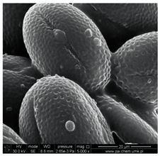 Molecules 25 05817 i002