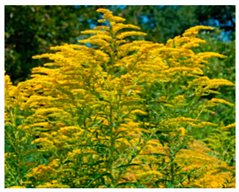 Molecules 25 05817 i003