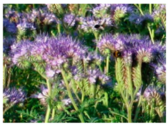 Molecules 25 05817 i005