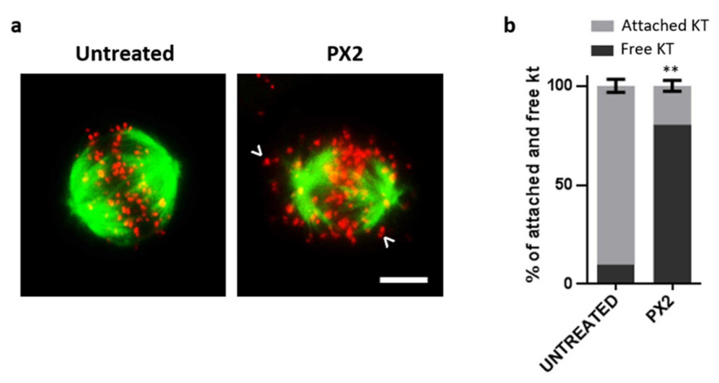 Molecules 25 05845 g004