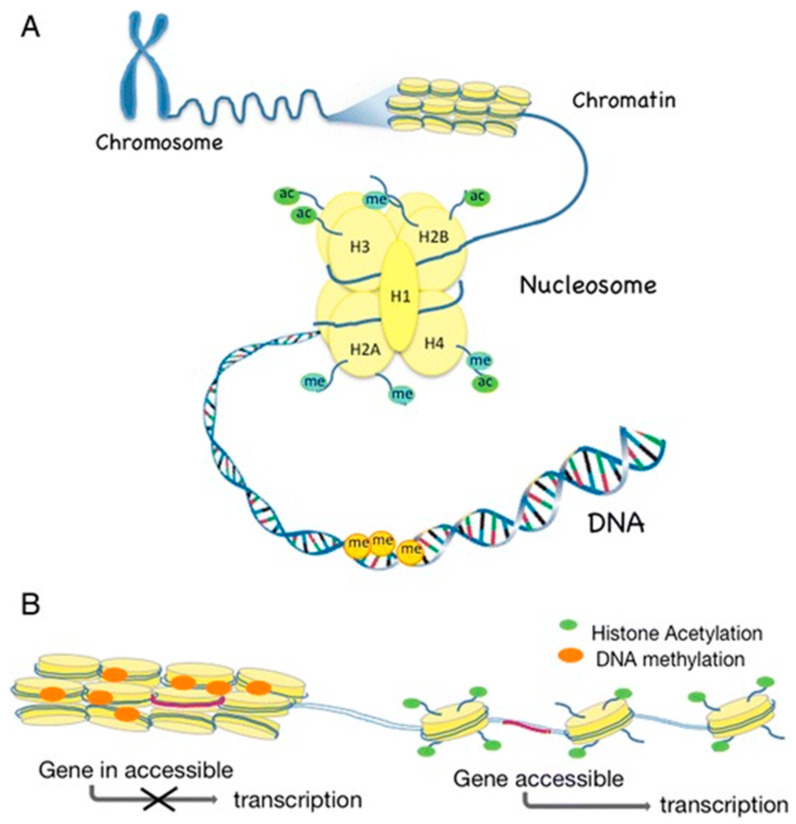 Molecules 25 05879 g001