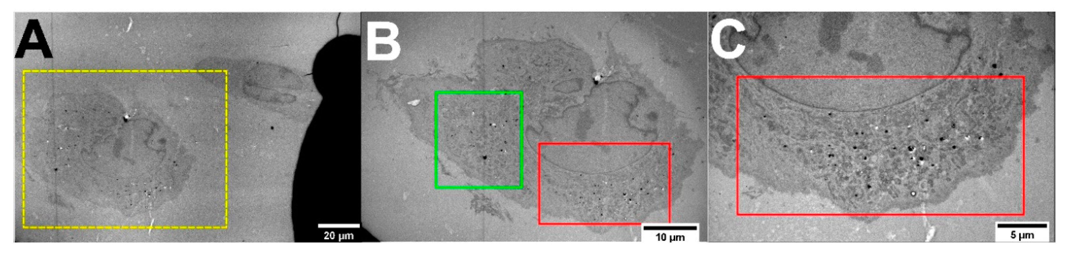Molecules 25 05897 g001