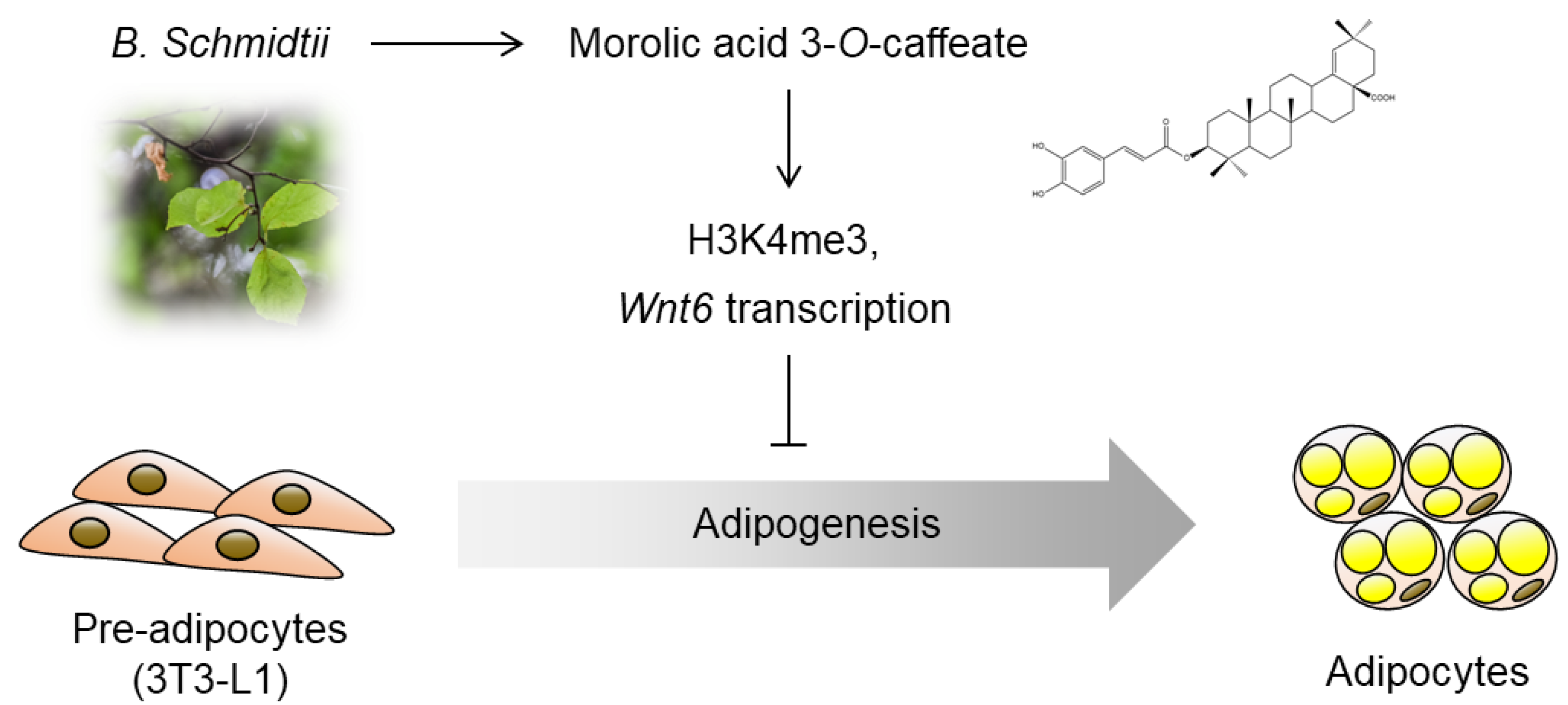 Molecules 25 05910 g005