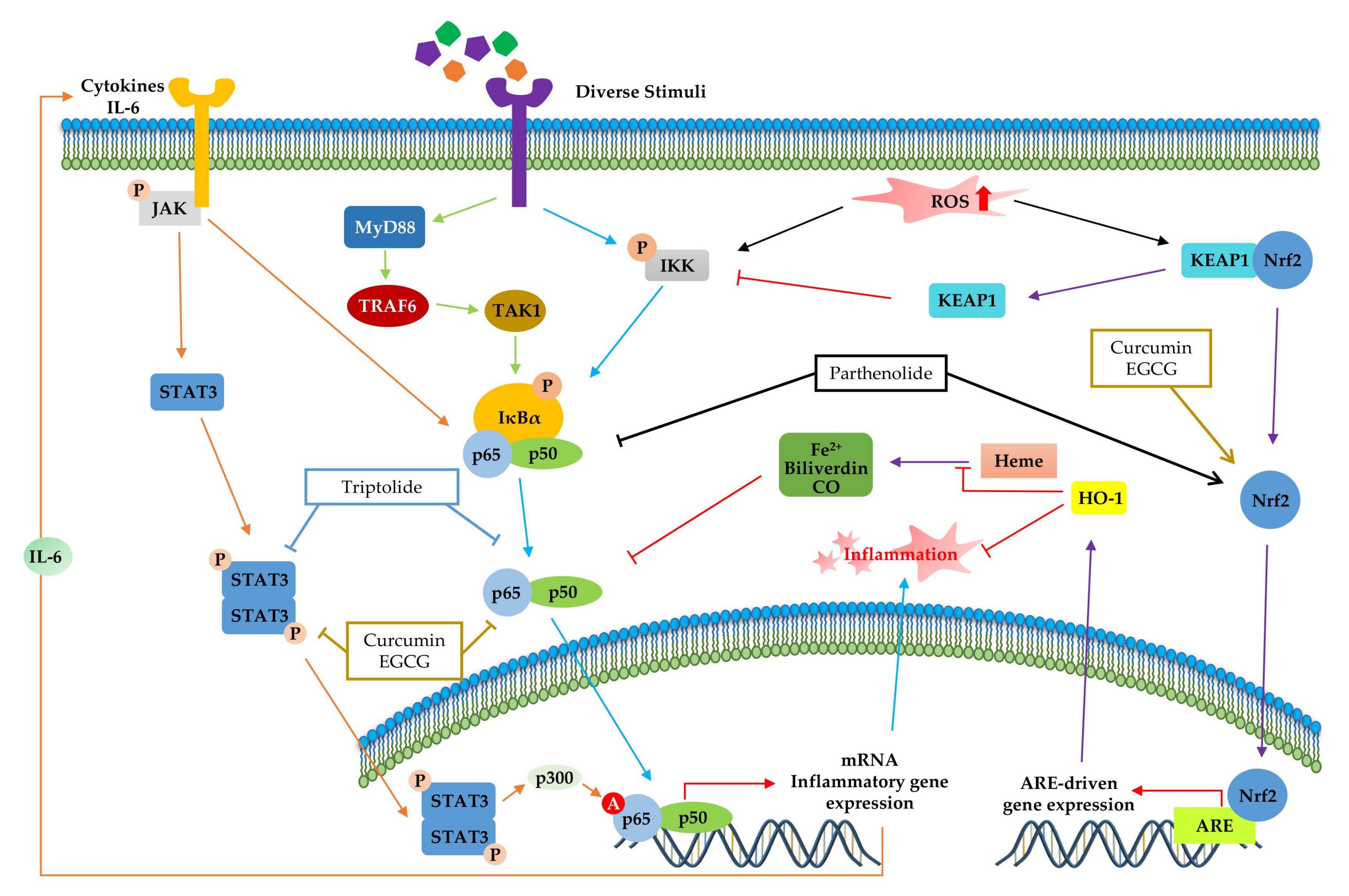 Molecules 25 05932 g005