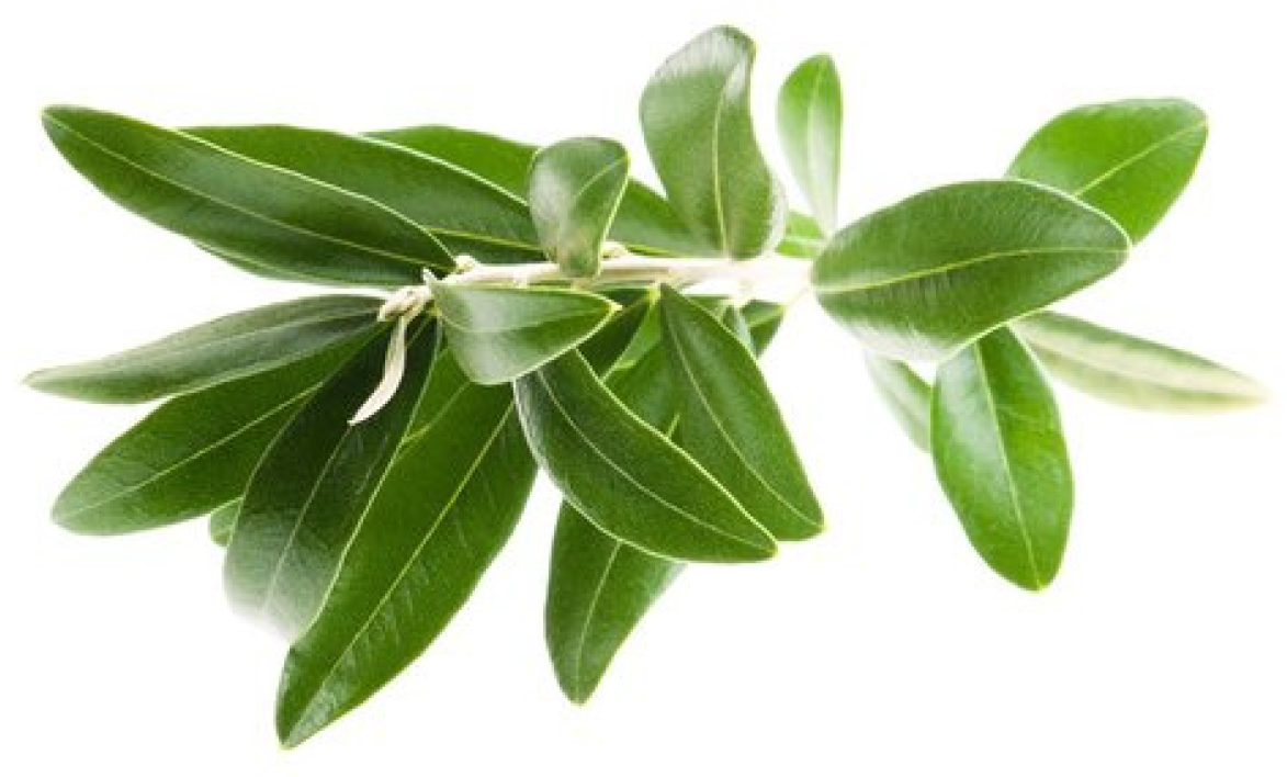 Molecules 25 05946 g001