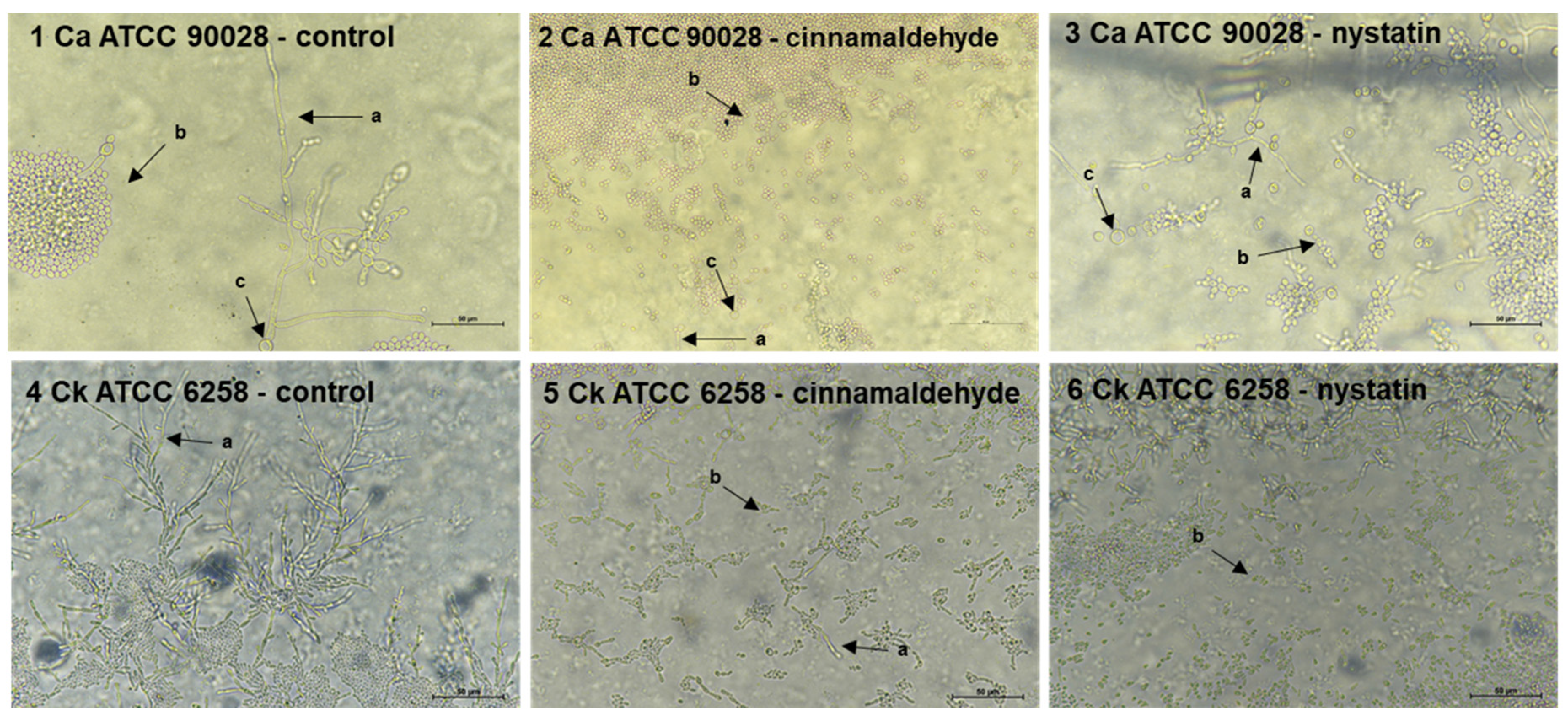 Molecules 25 05969 g002