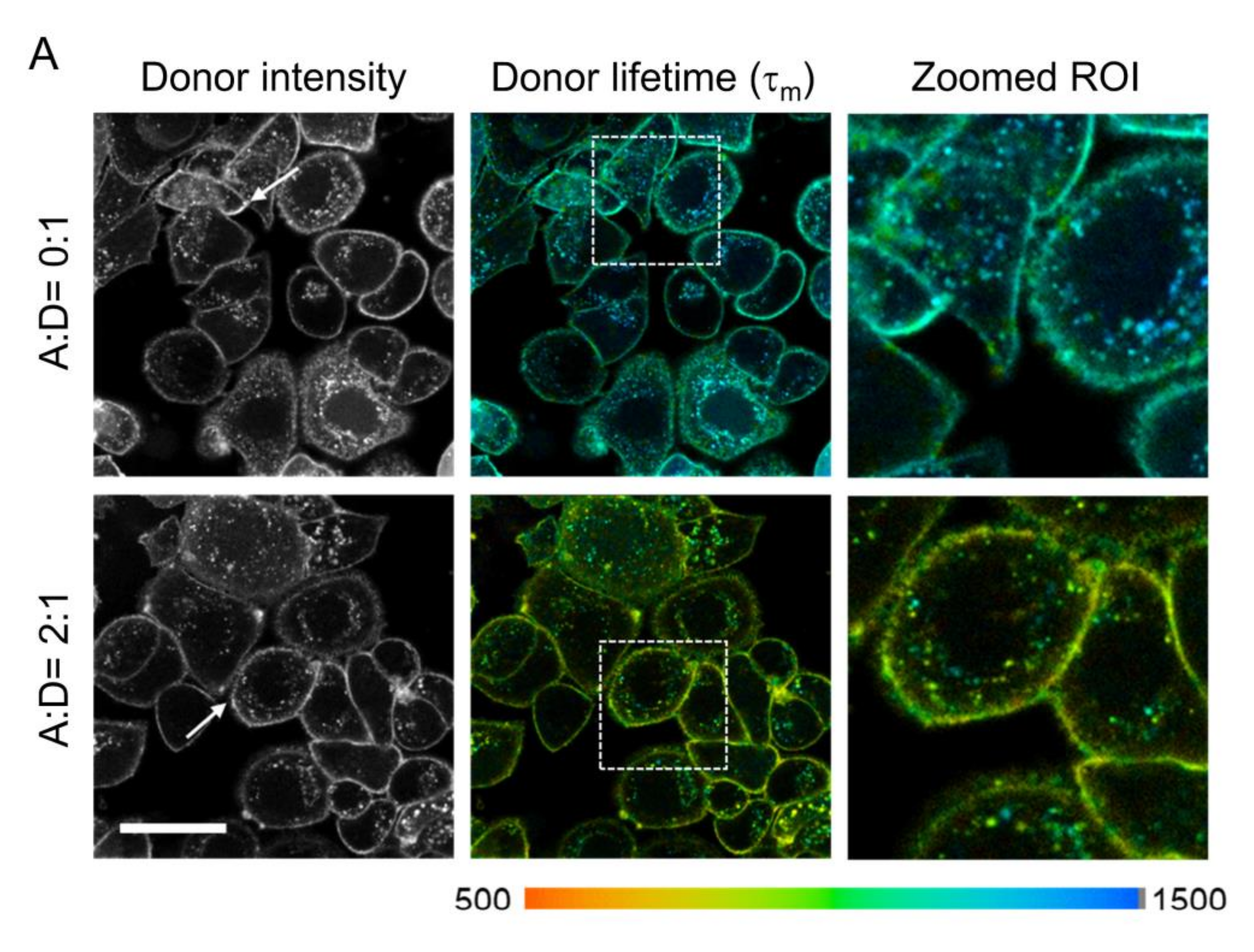 Molecules 25 05976 g003a