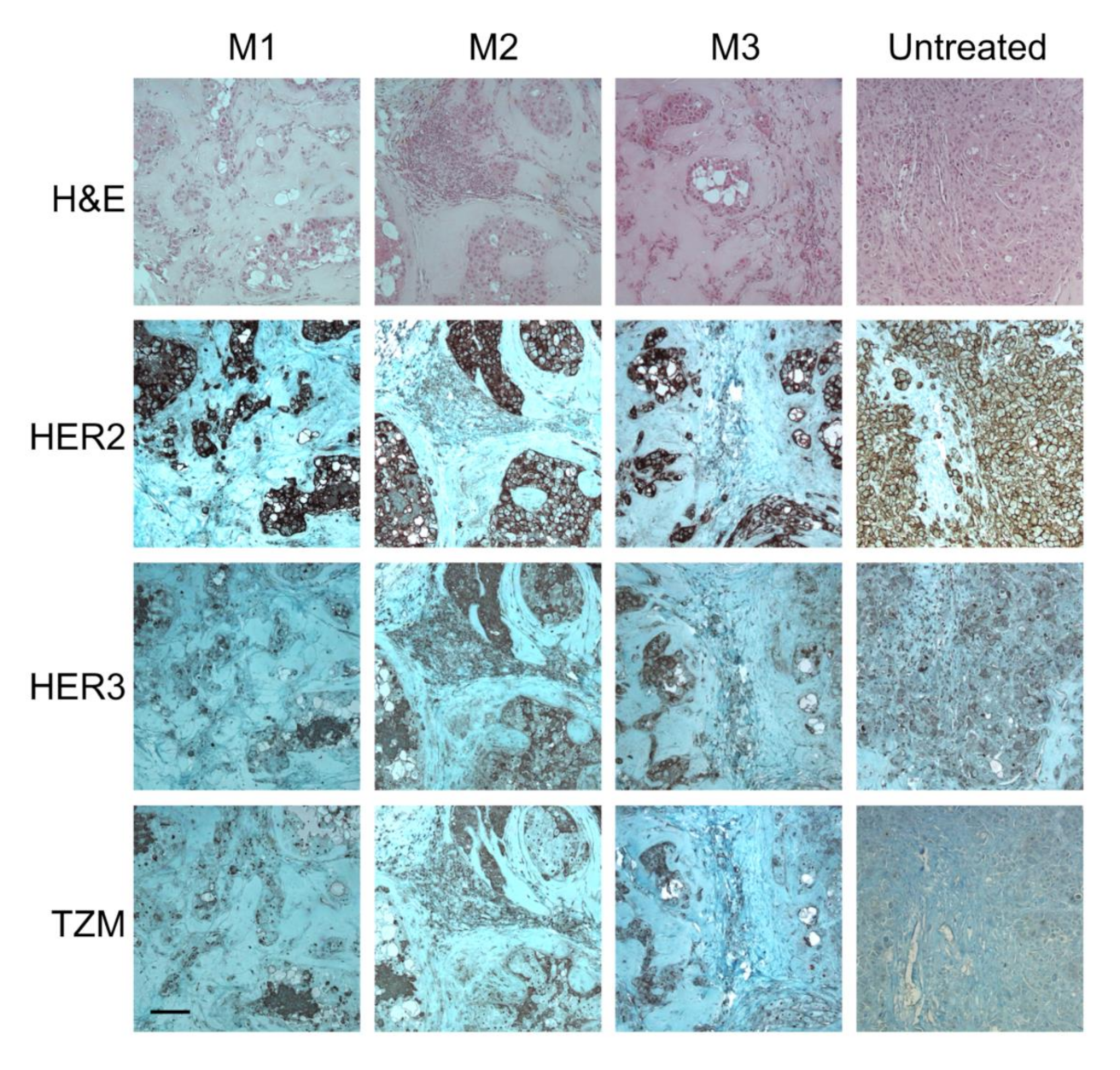 Molecules 25 05976 g007