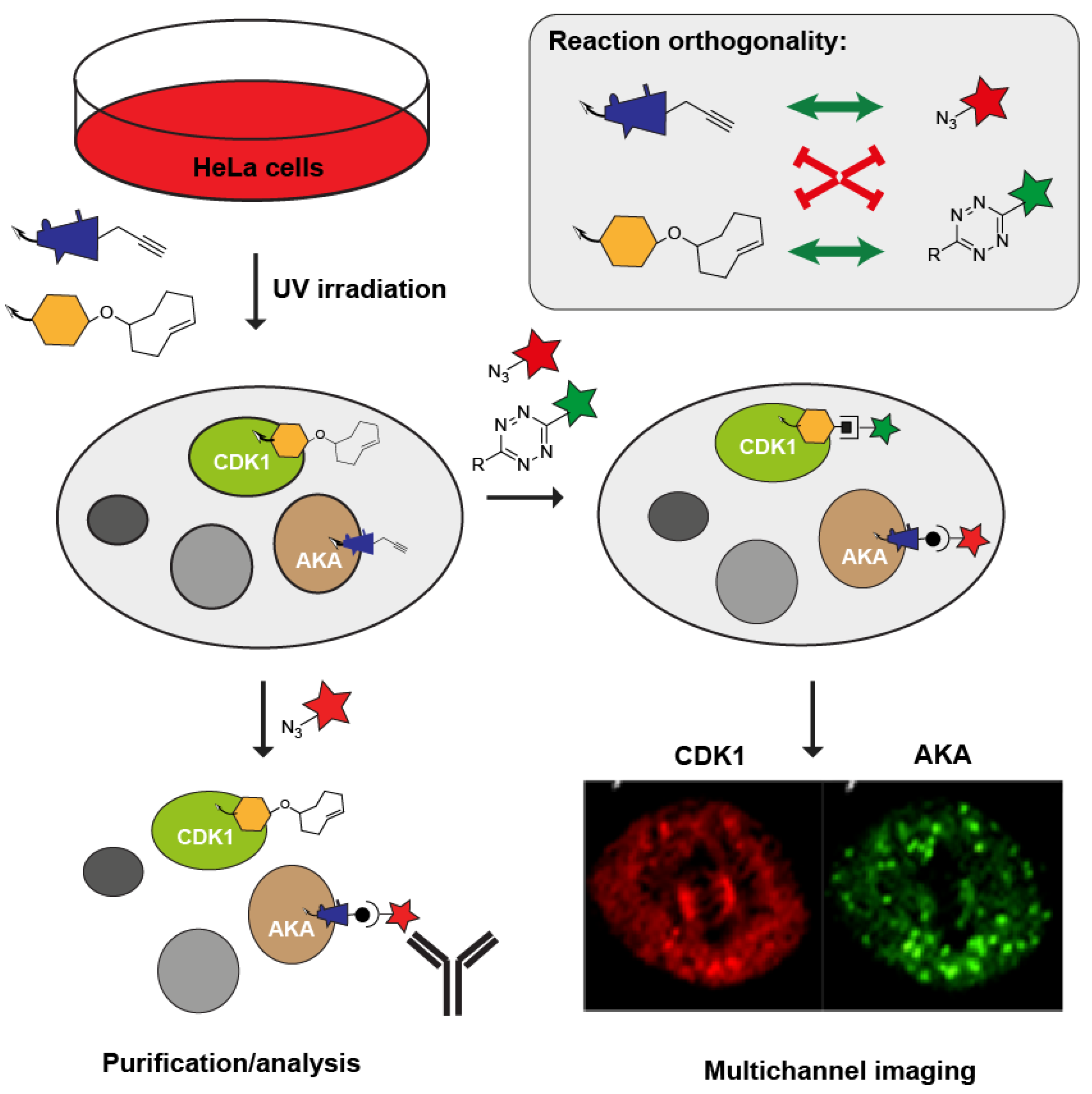 Molecules 25 05994 g005 Molecules 25 05994 g005