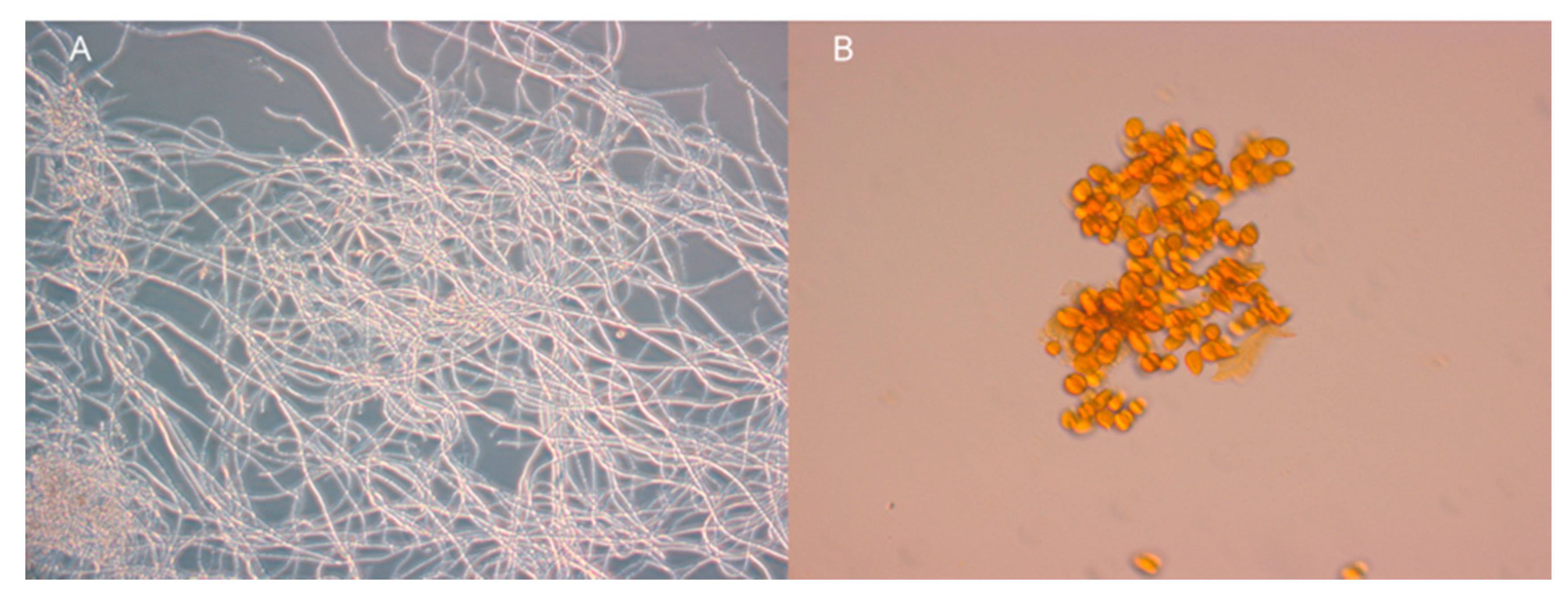 Molecules 25 05997 g006